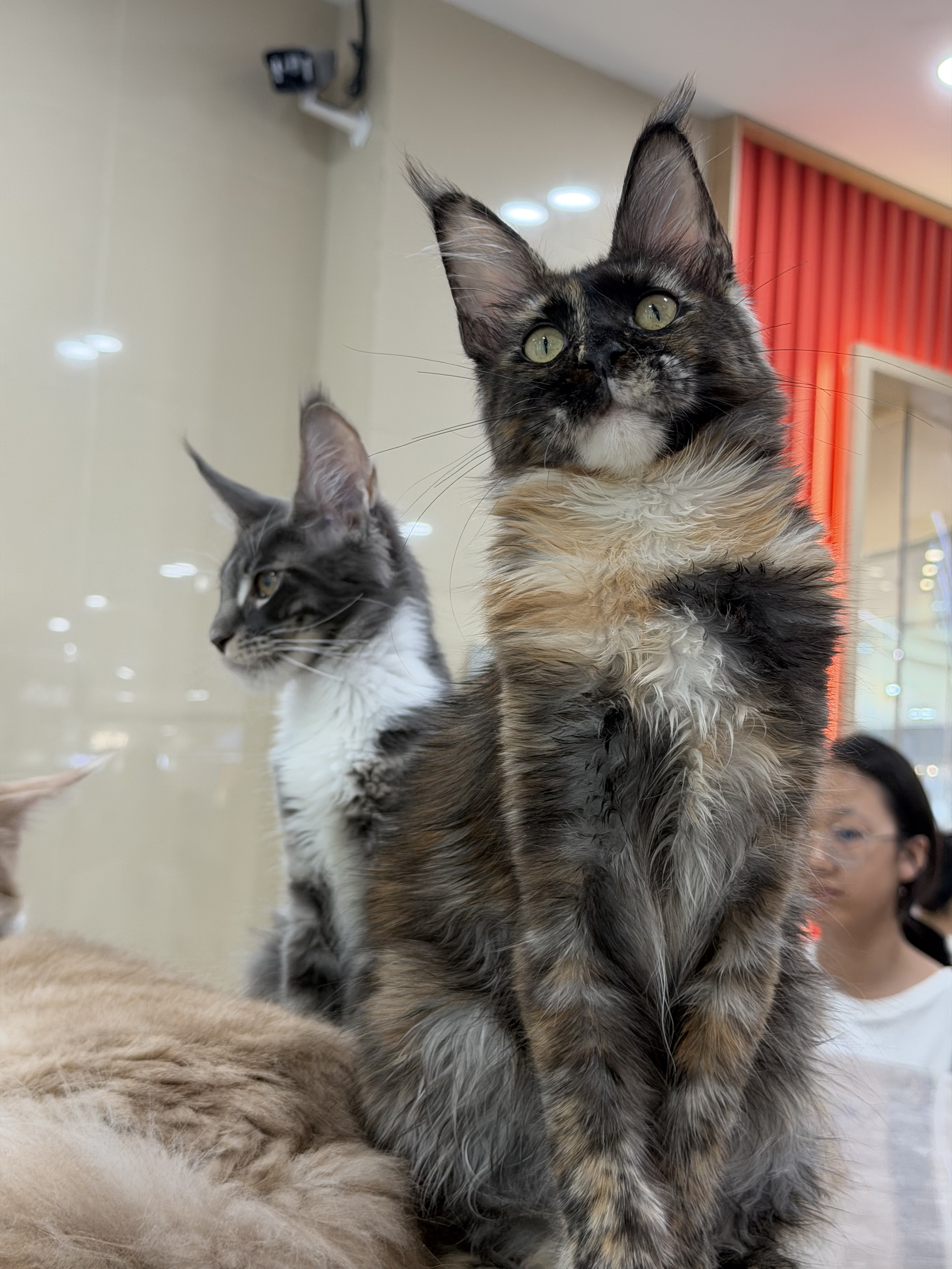 玳瑁妹妹 8