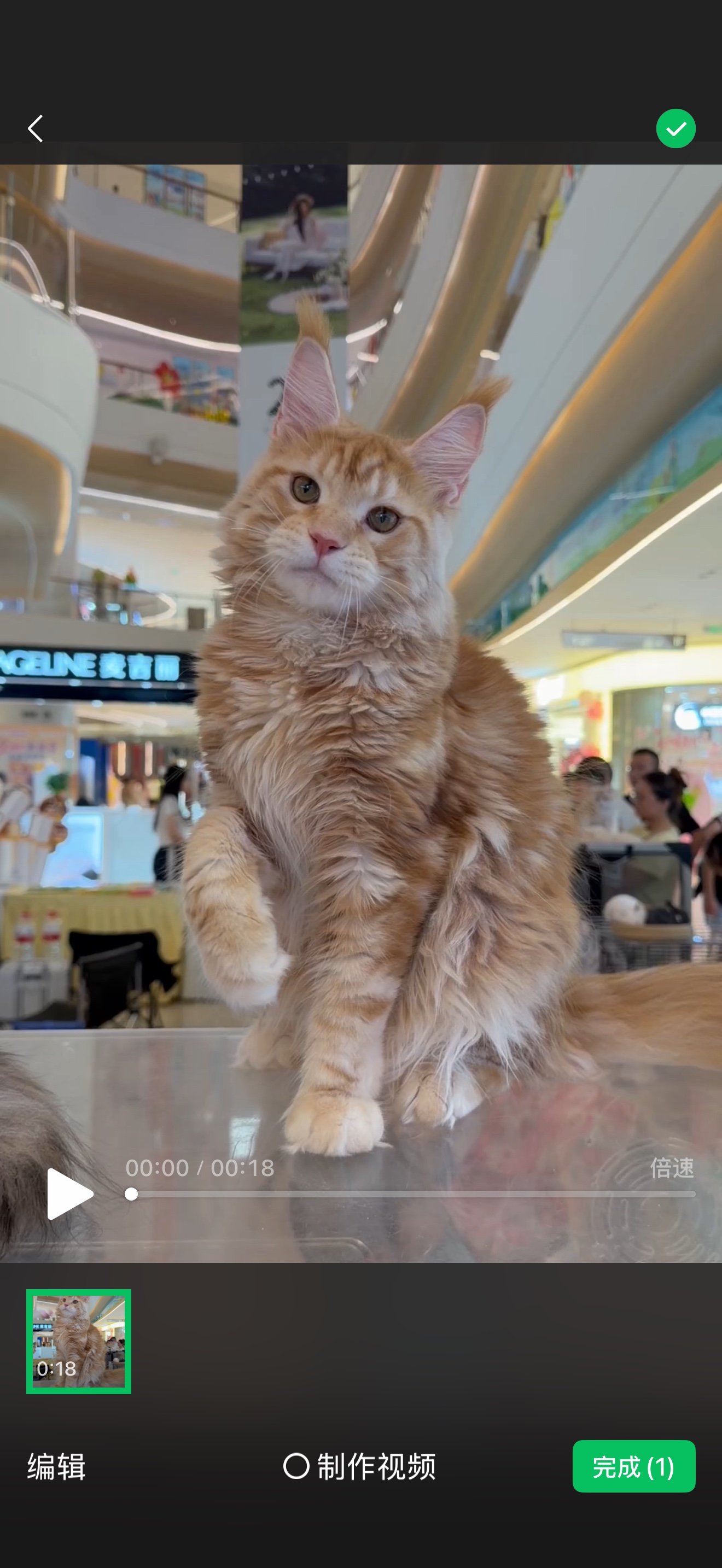 红虎弟弟 4