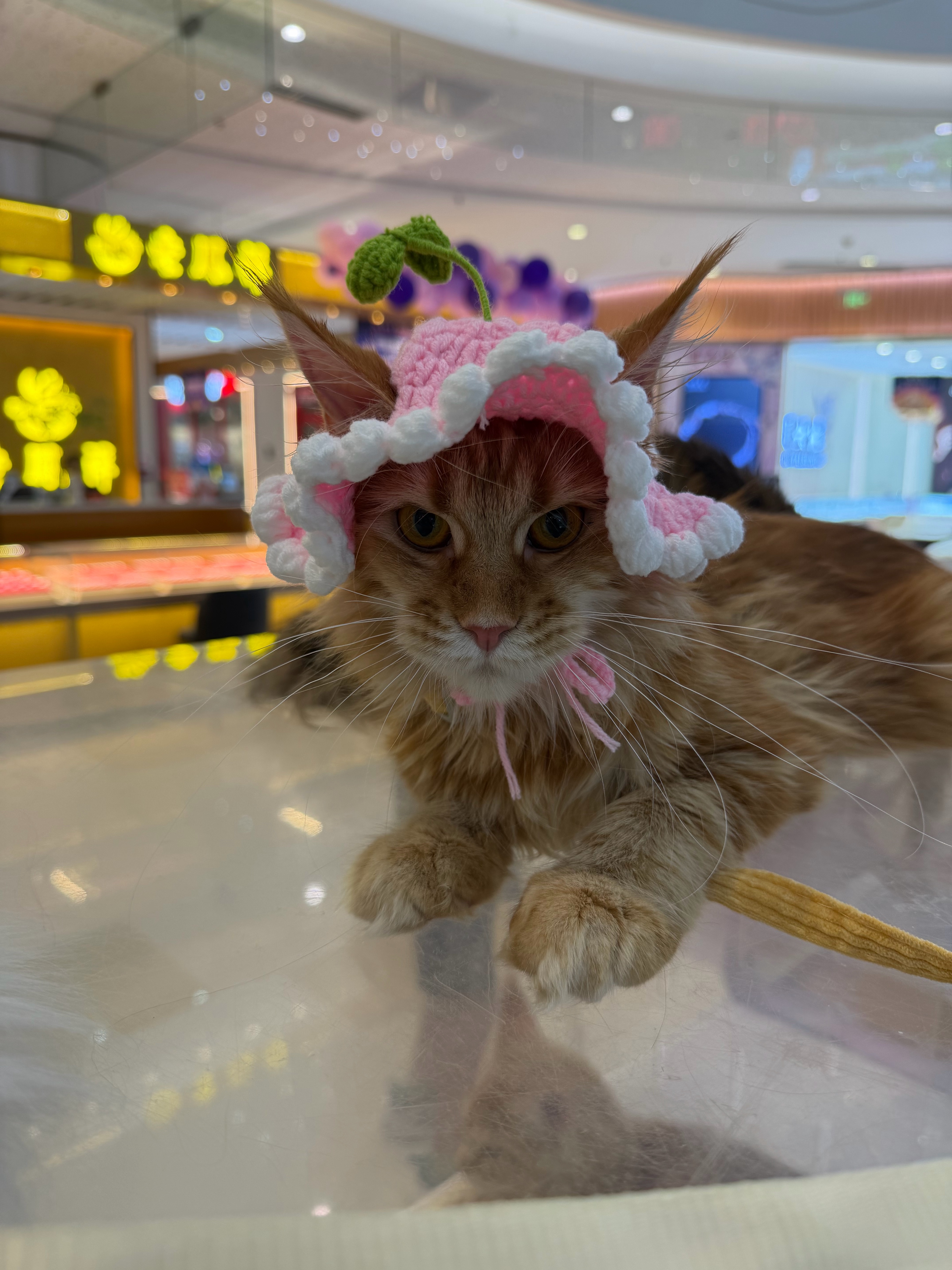 红虎妹妹