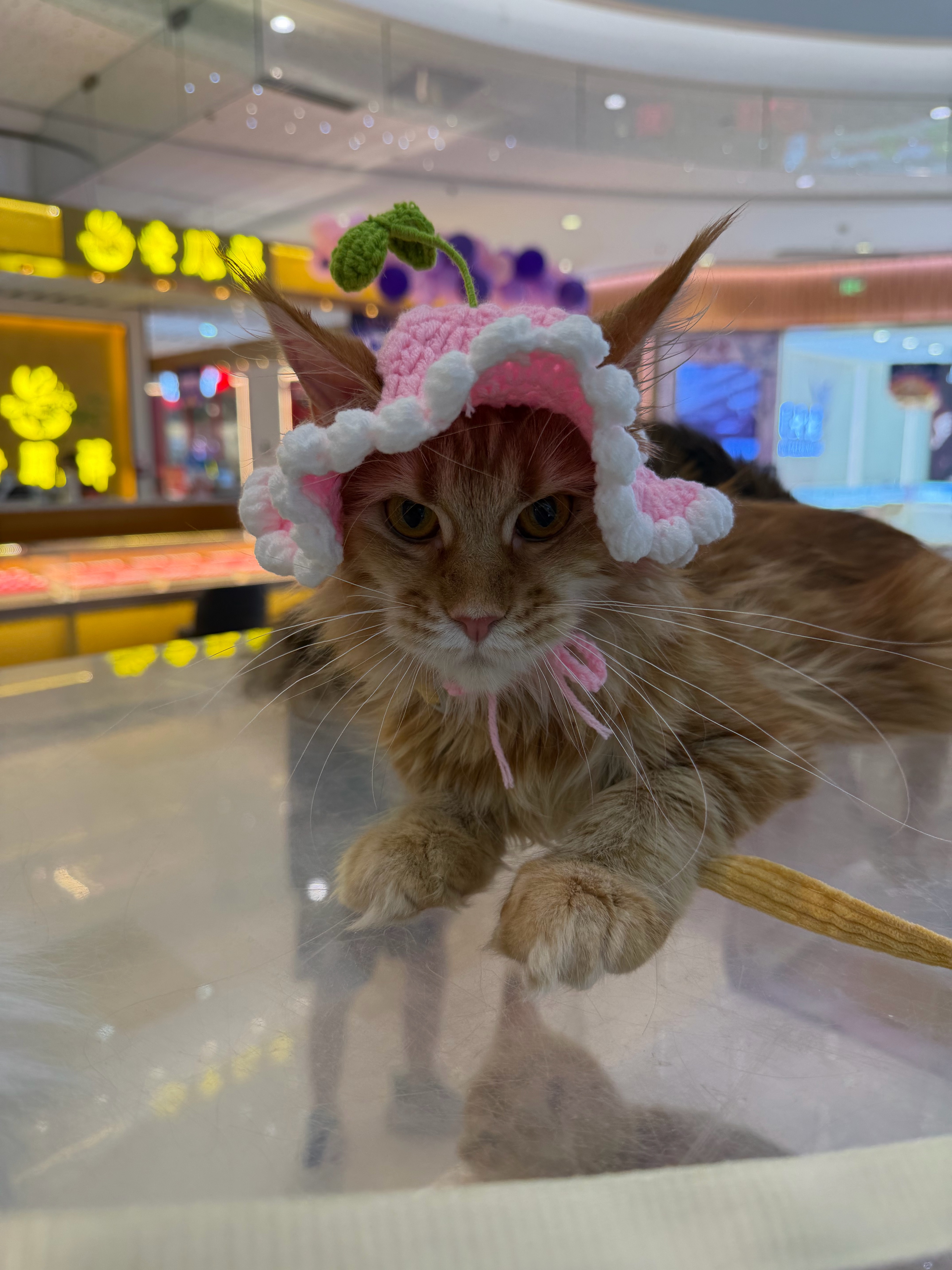 红虎妹妹 2