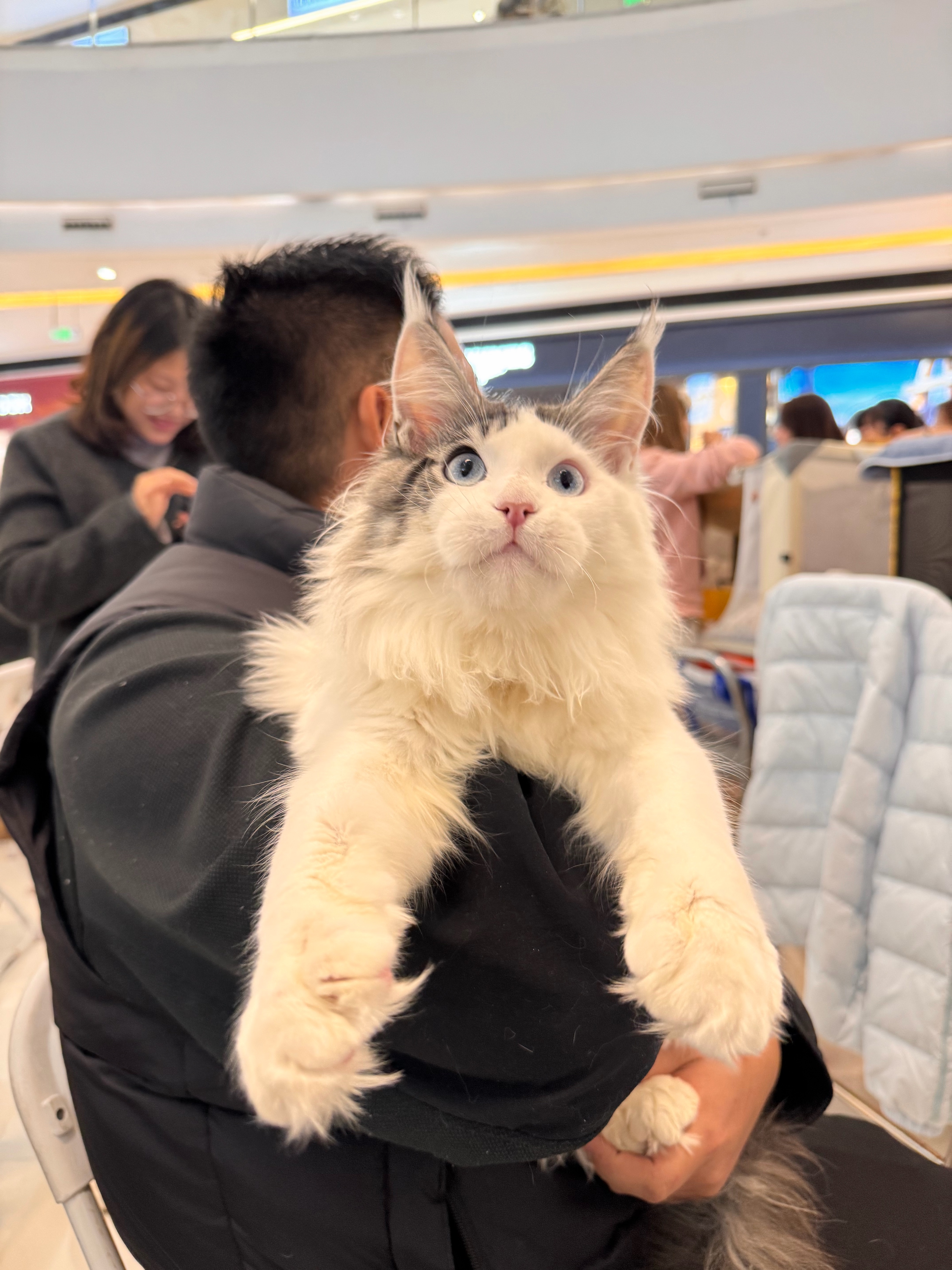 瞳宝缅因猫舍