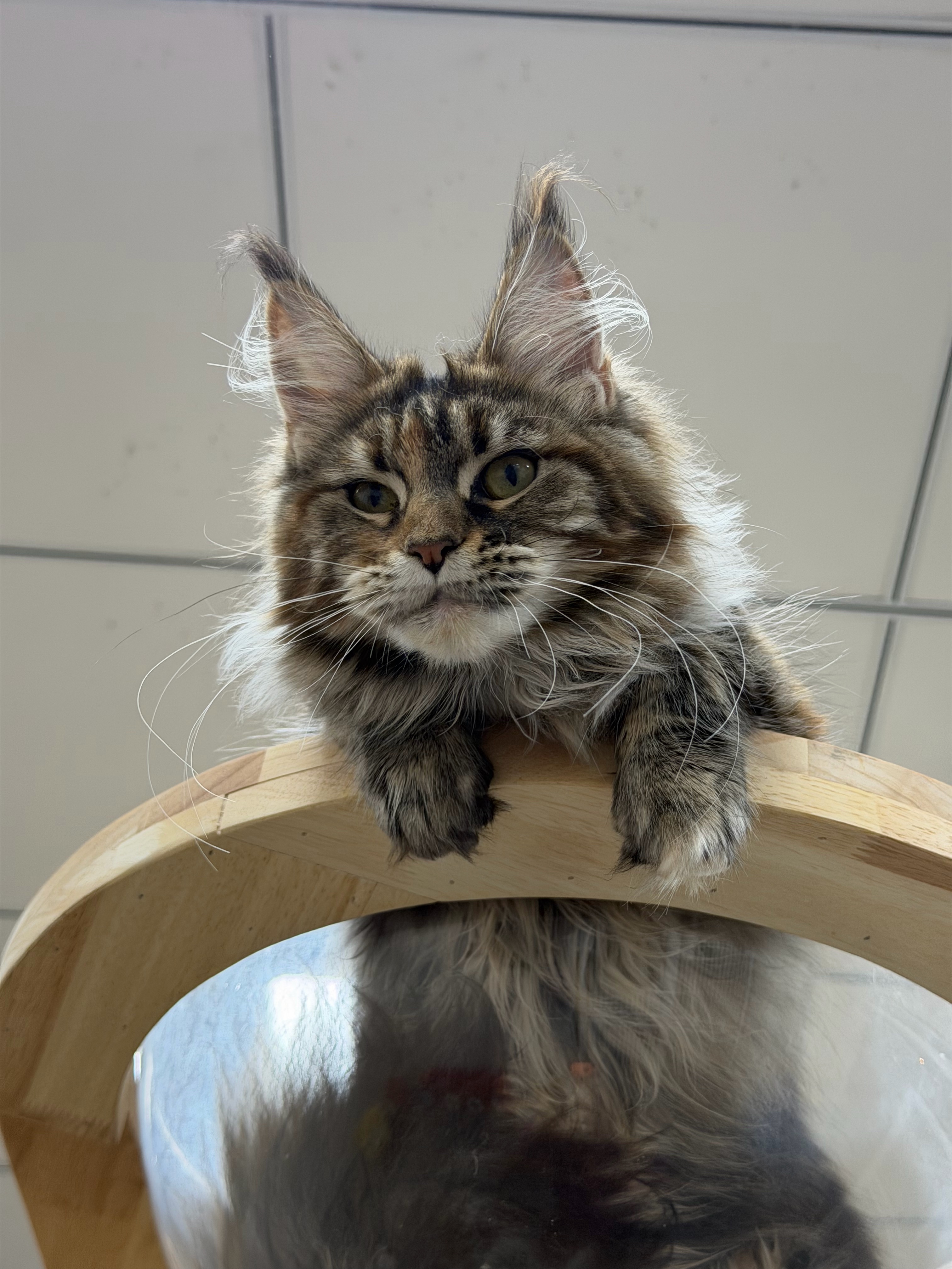 瞳宝缅因猫舍