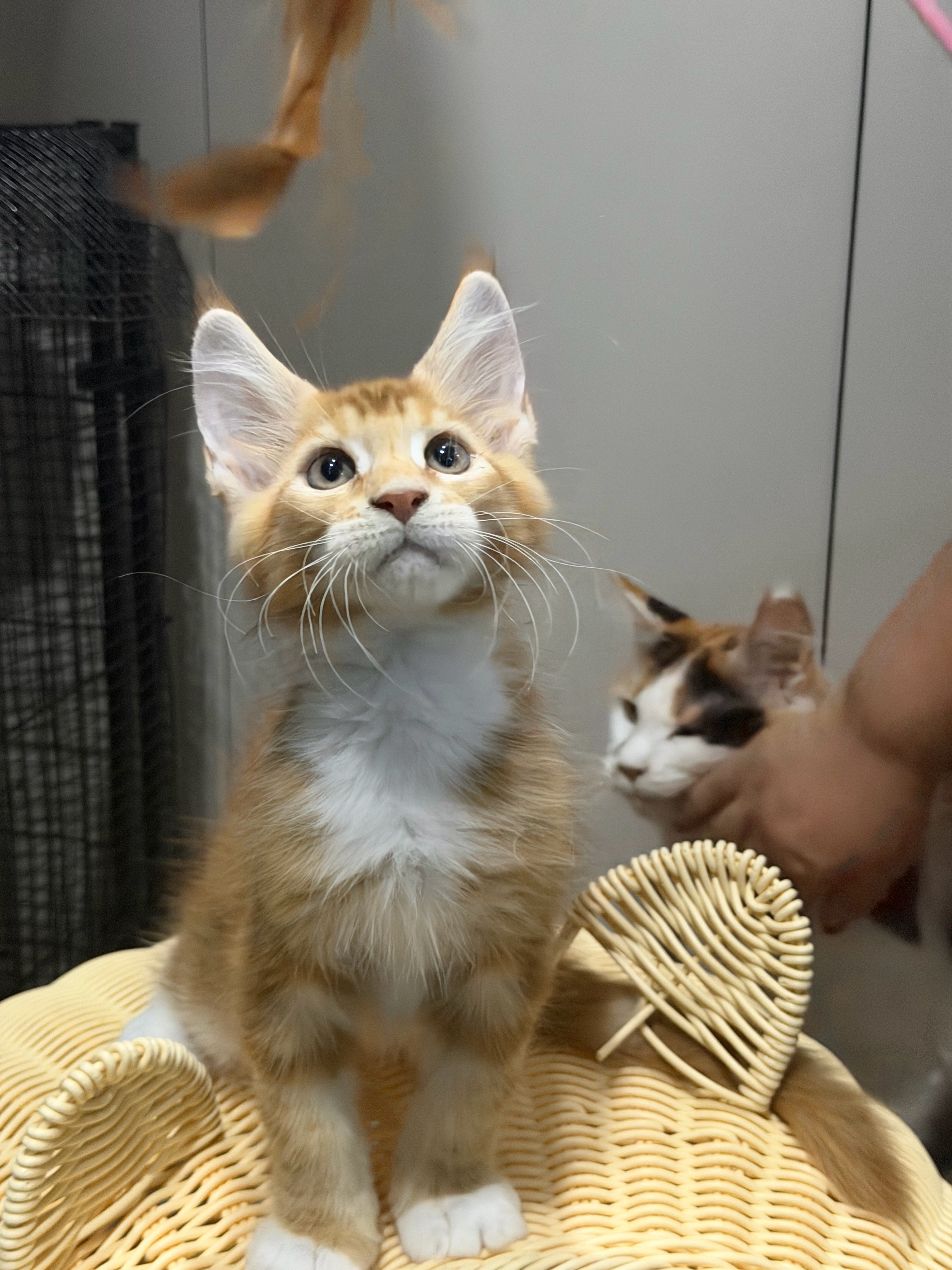 瞳宝缅因猫舍