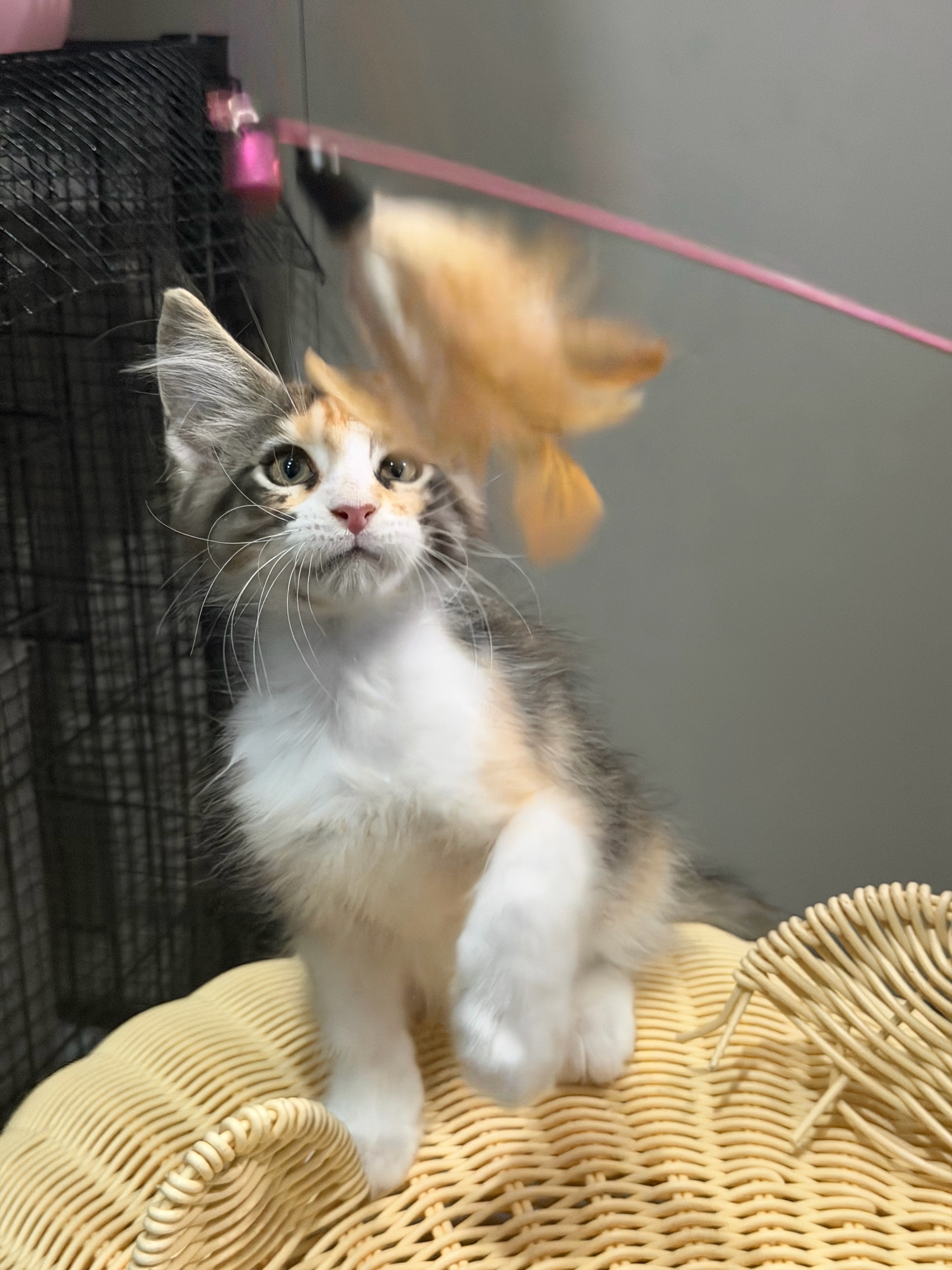 瞳宝缅因猫舍