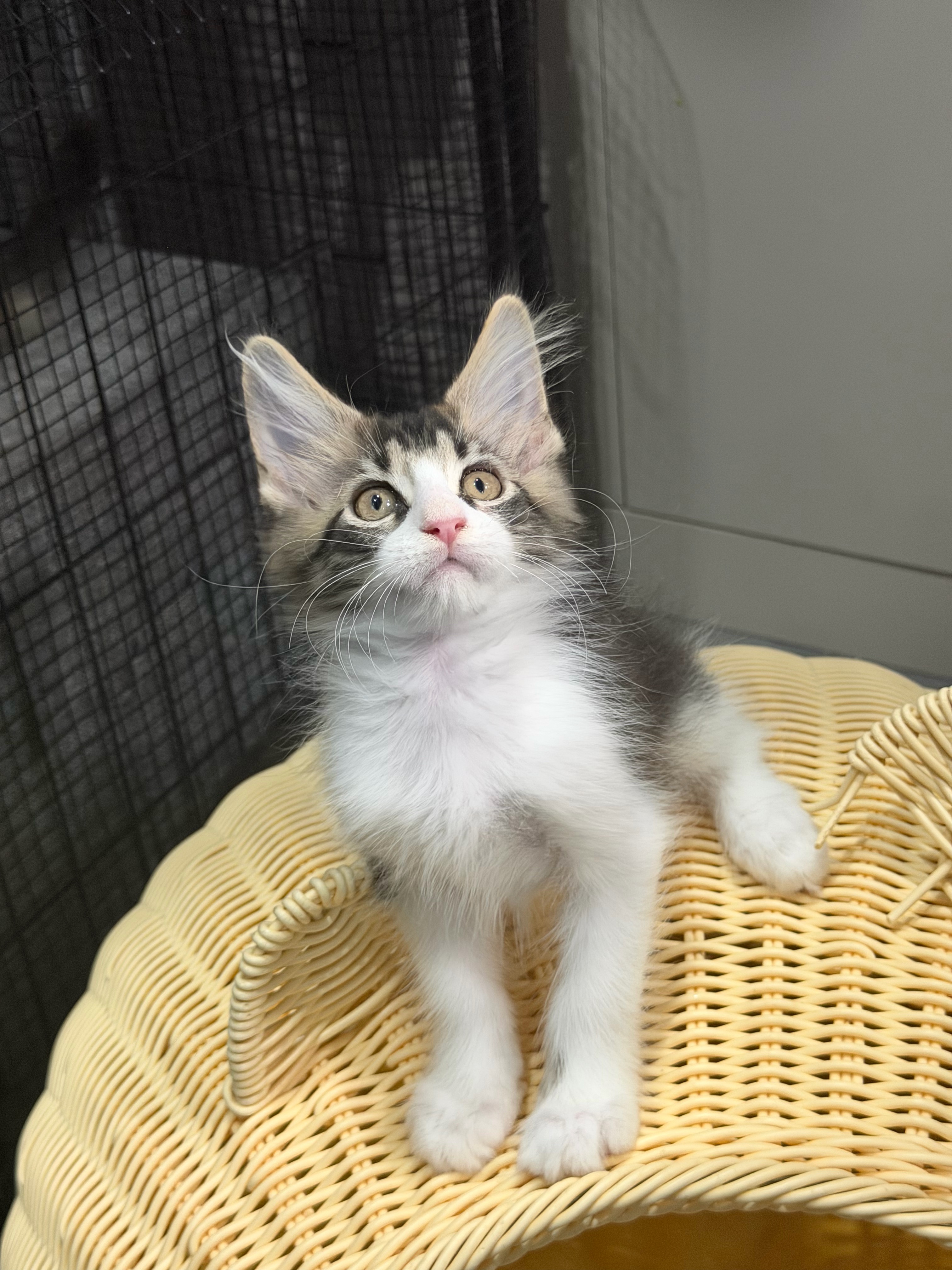 瞳宝缅因猫舍