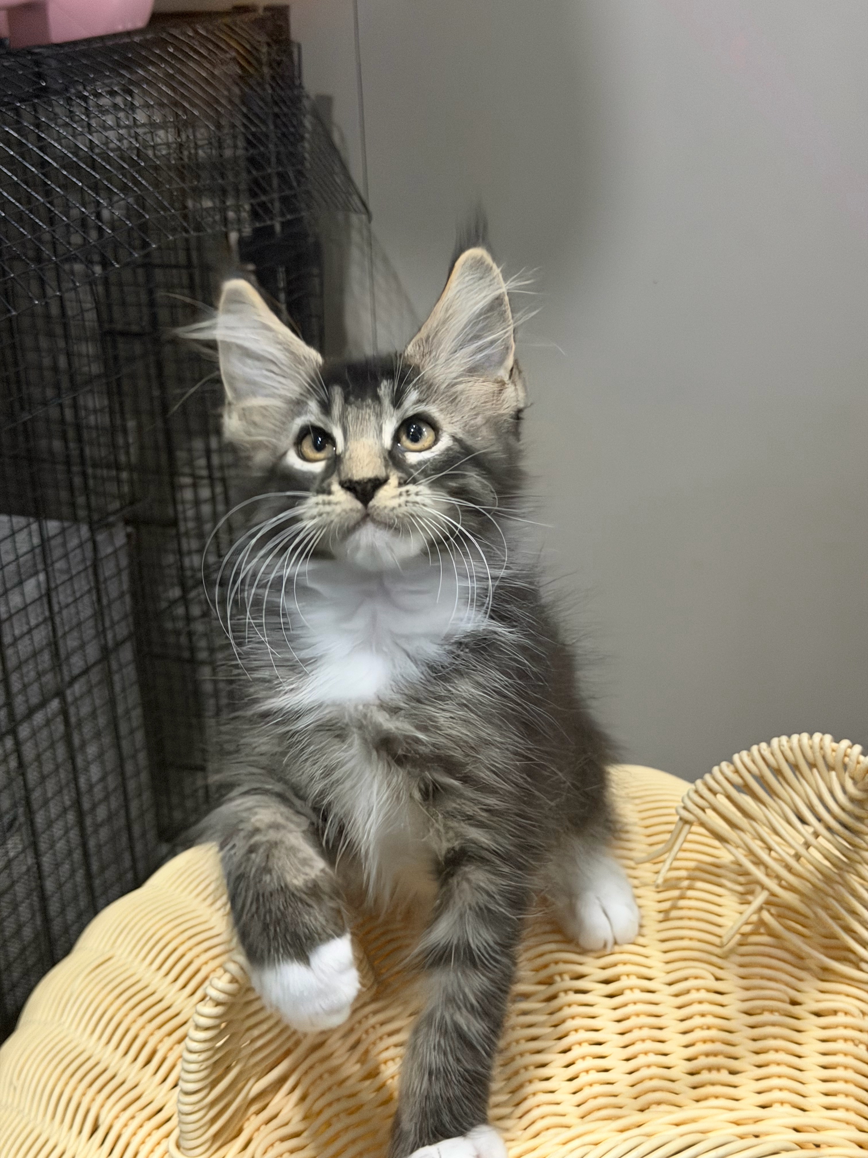 瞳宝缅因猫舍
