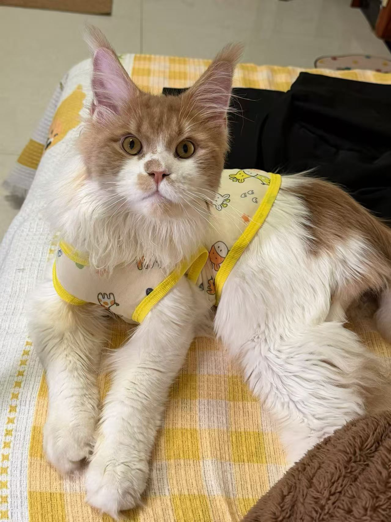 瞳宝缅因猫舍