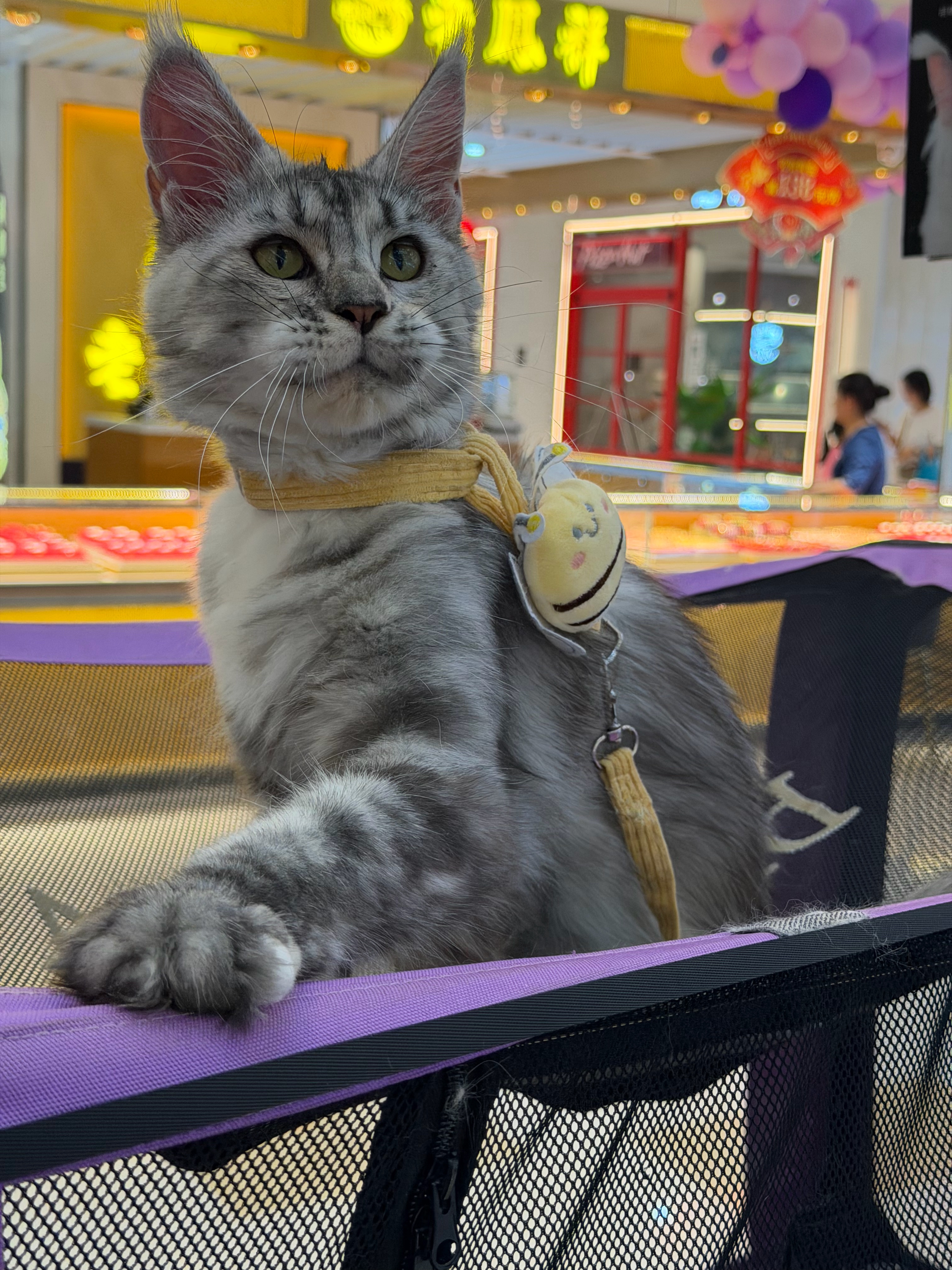 银虎妹妹 4