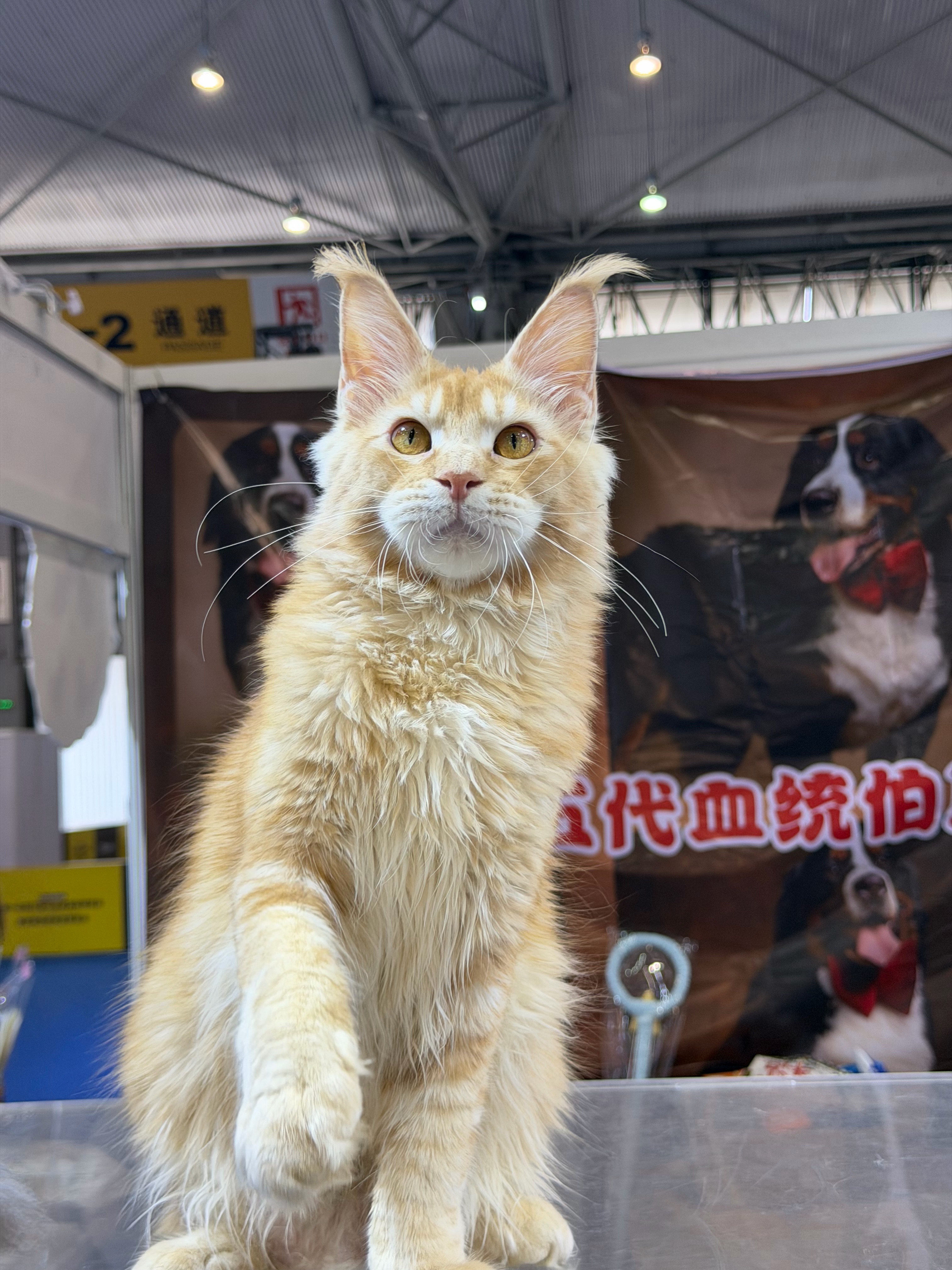 红虎弟弟