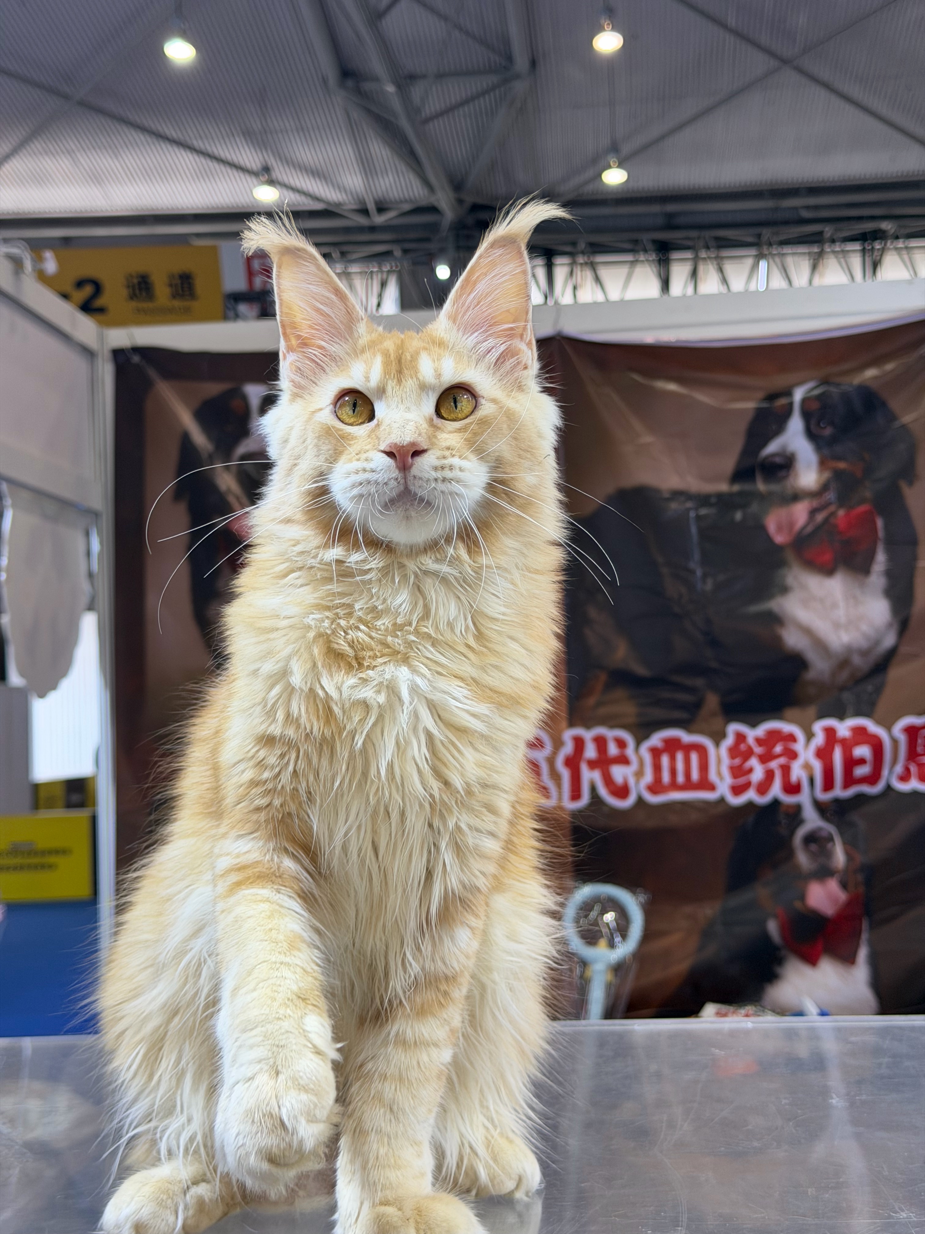 红虎弟弟 2