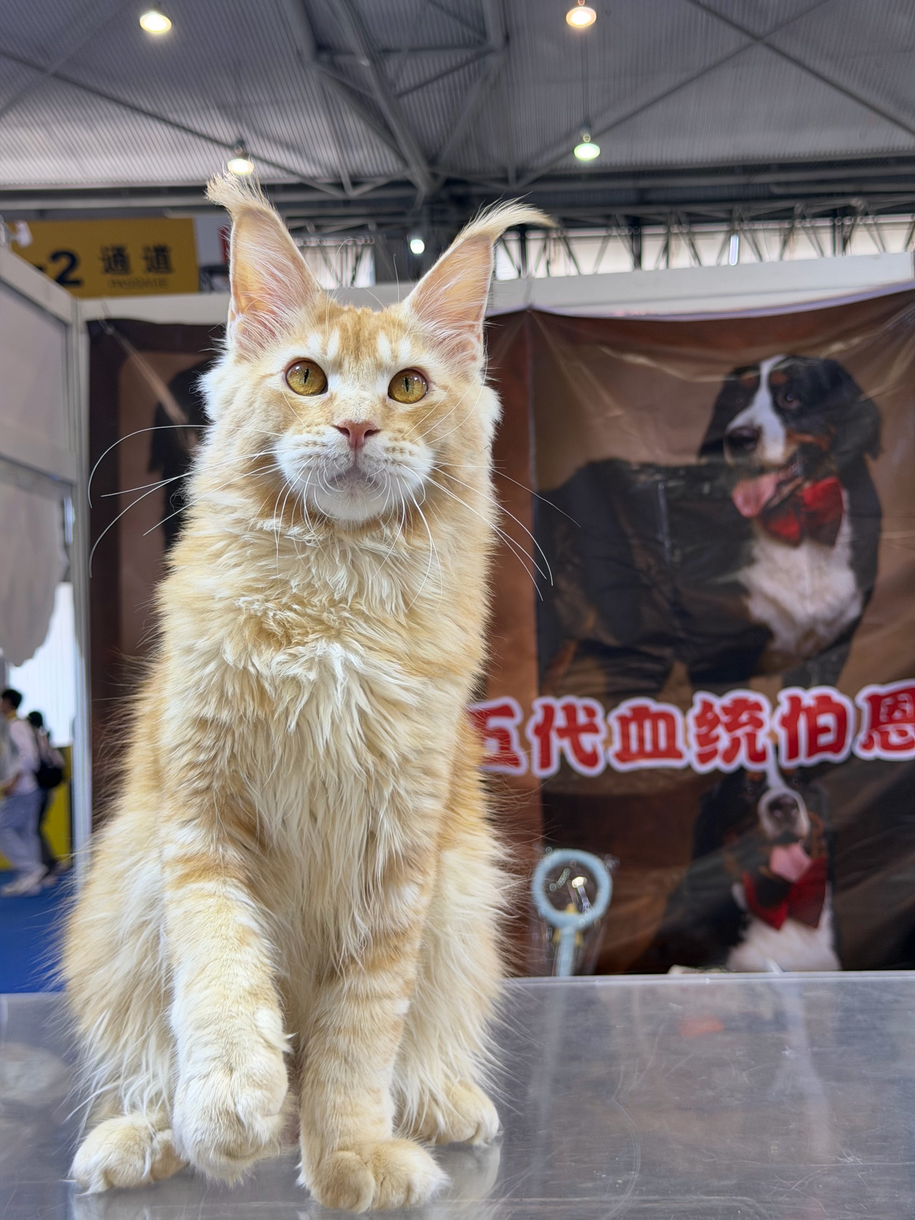 红虎弟弟 3