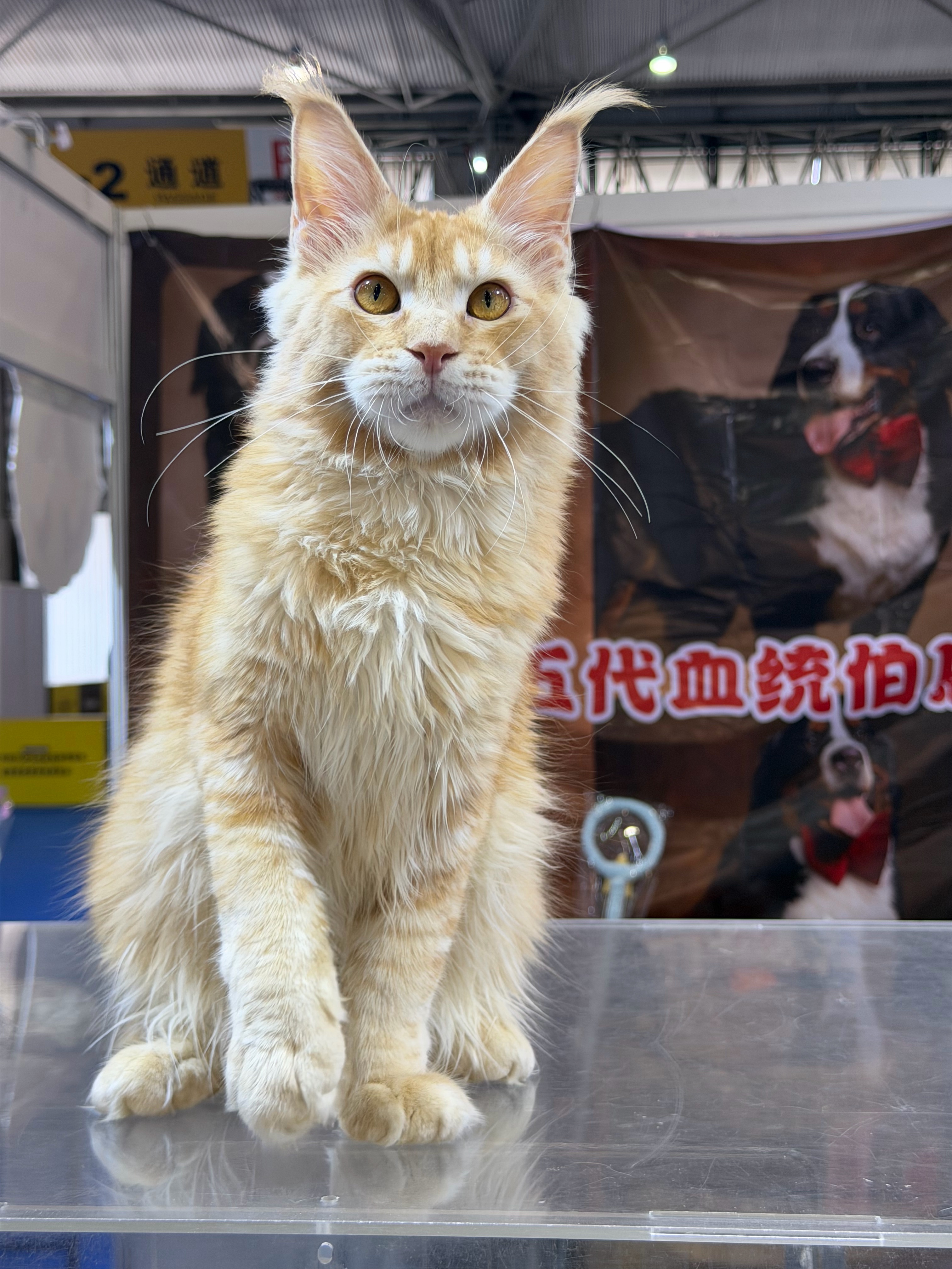 红虎弟弟 4