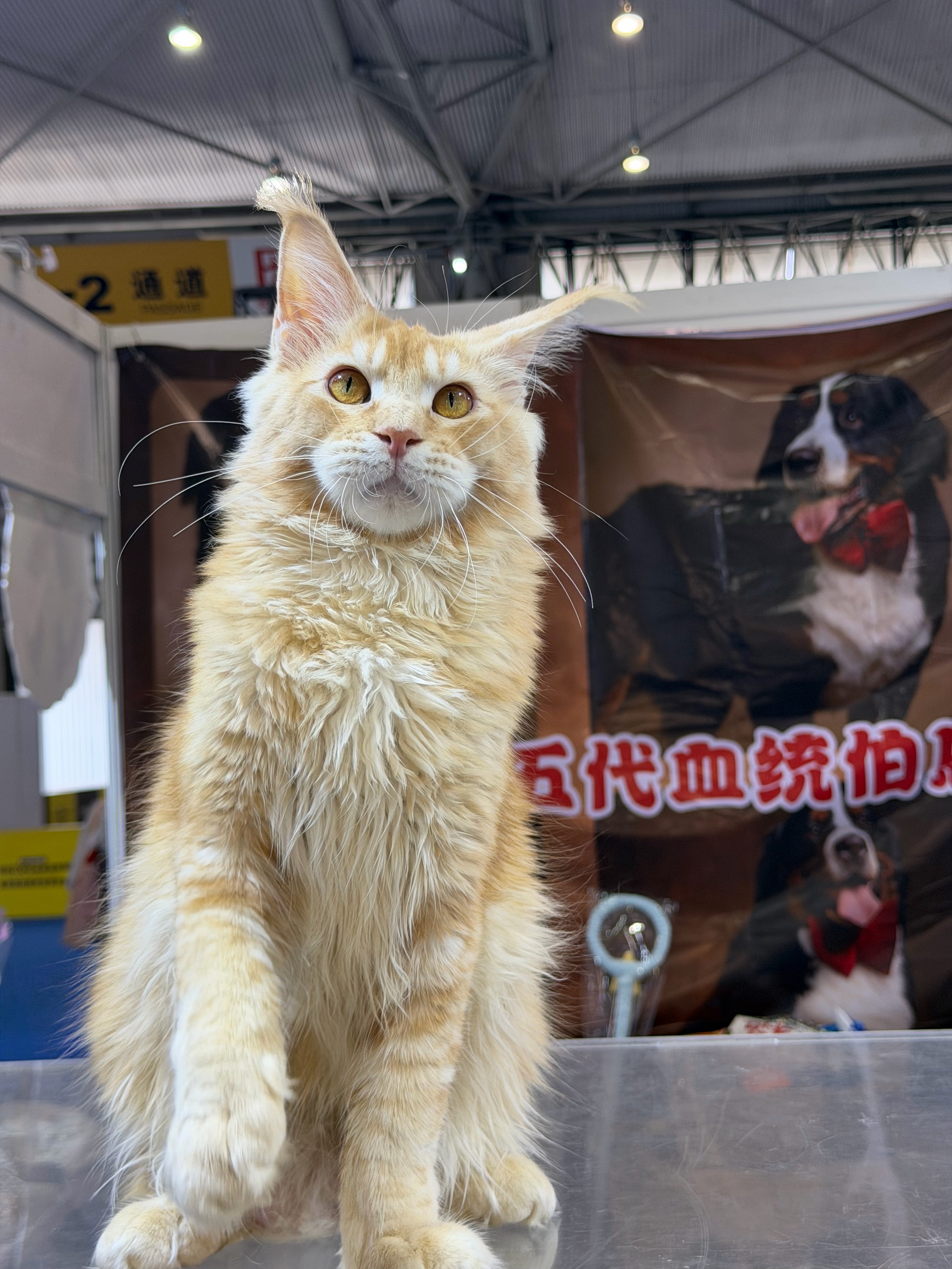 红虎弟弟 5