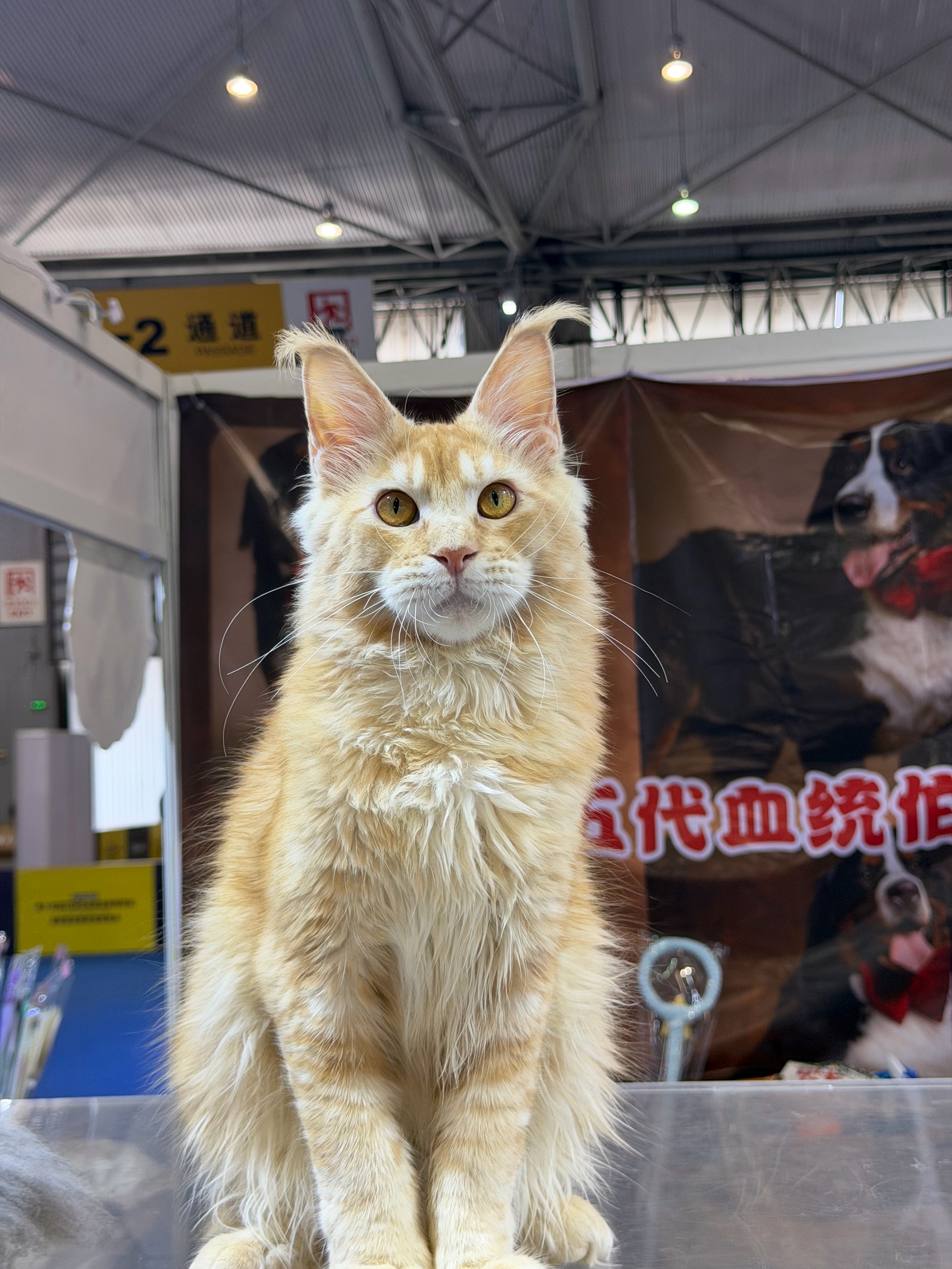 红虎弟弟 6