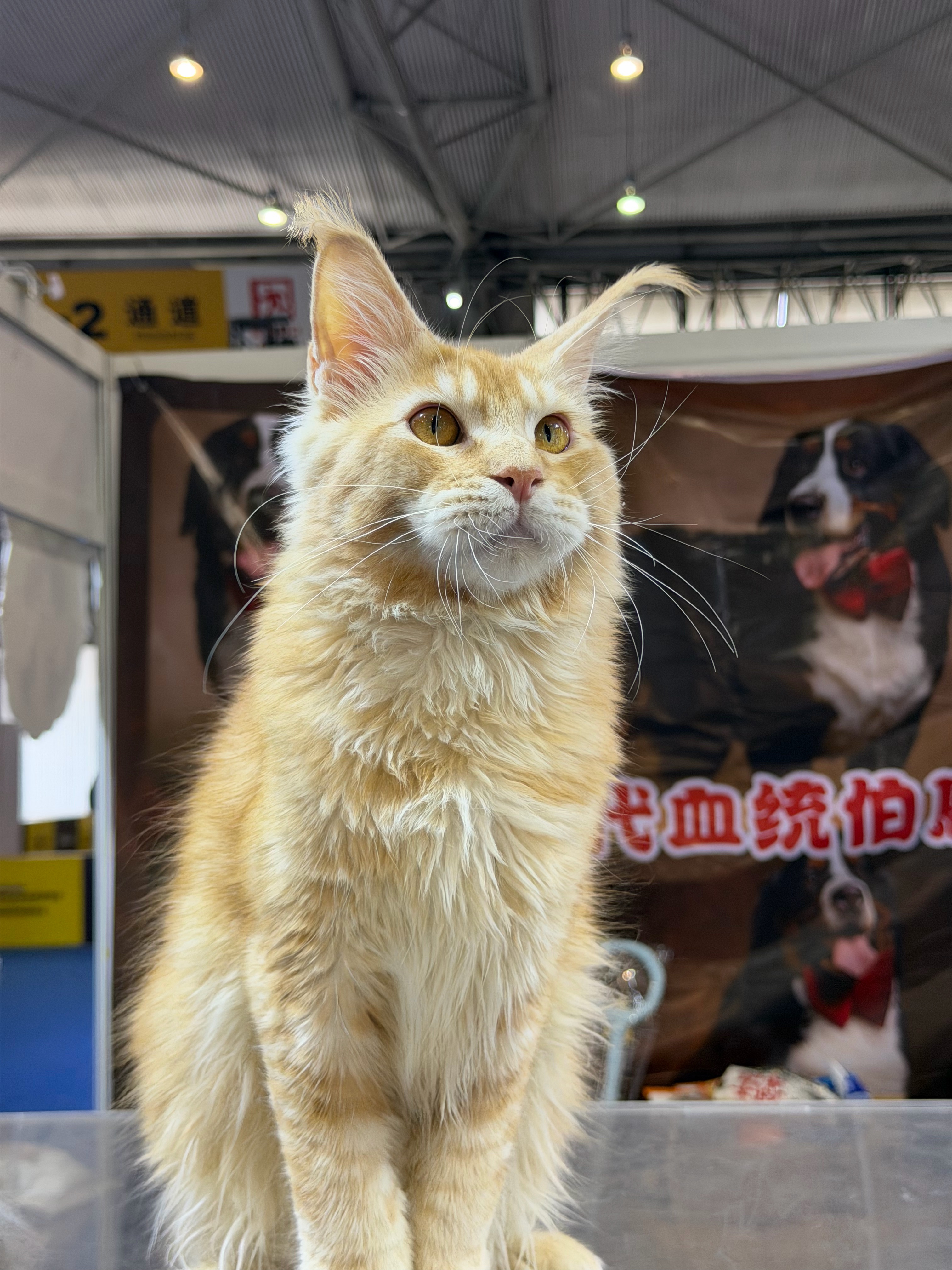 红虎弟弟 7