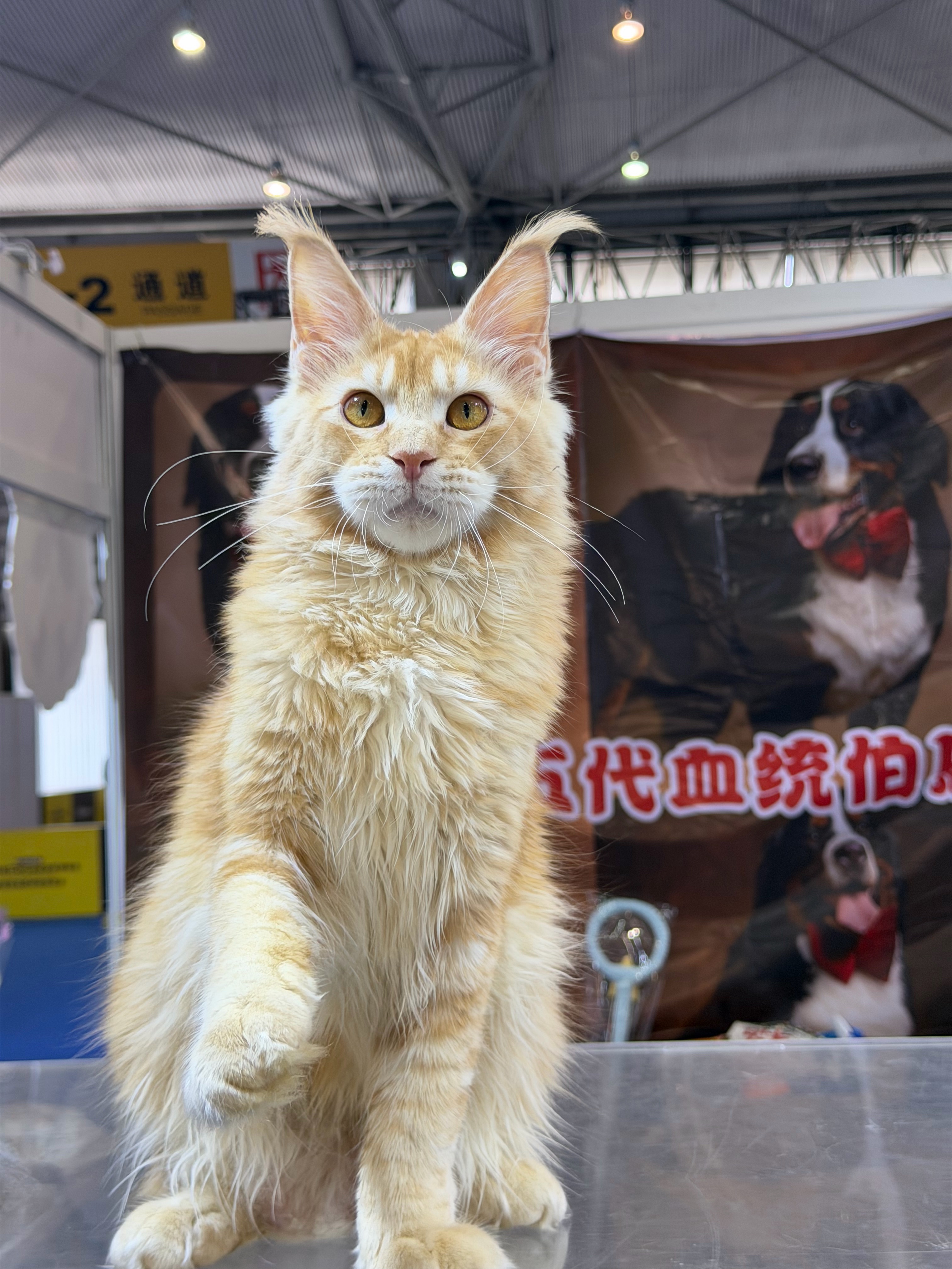 红虎弟弟 8