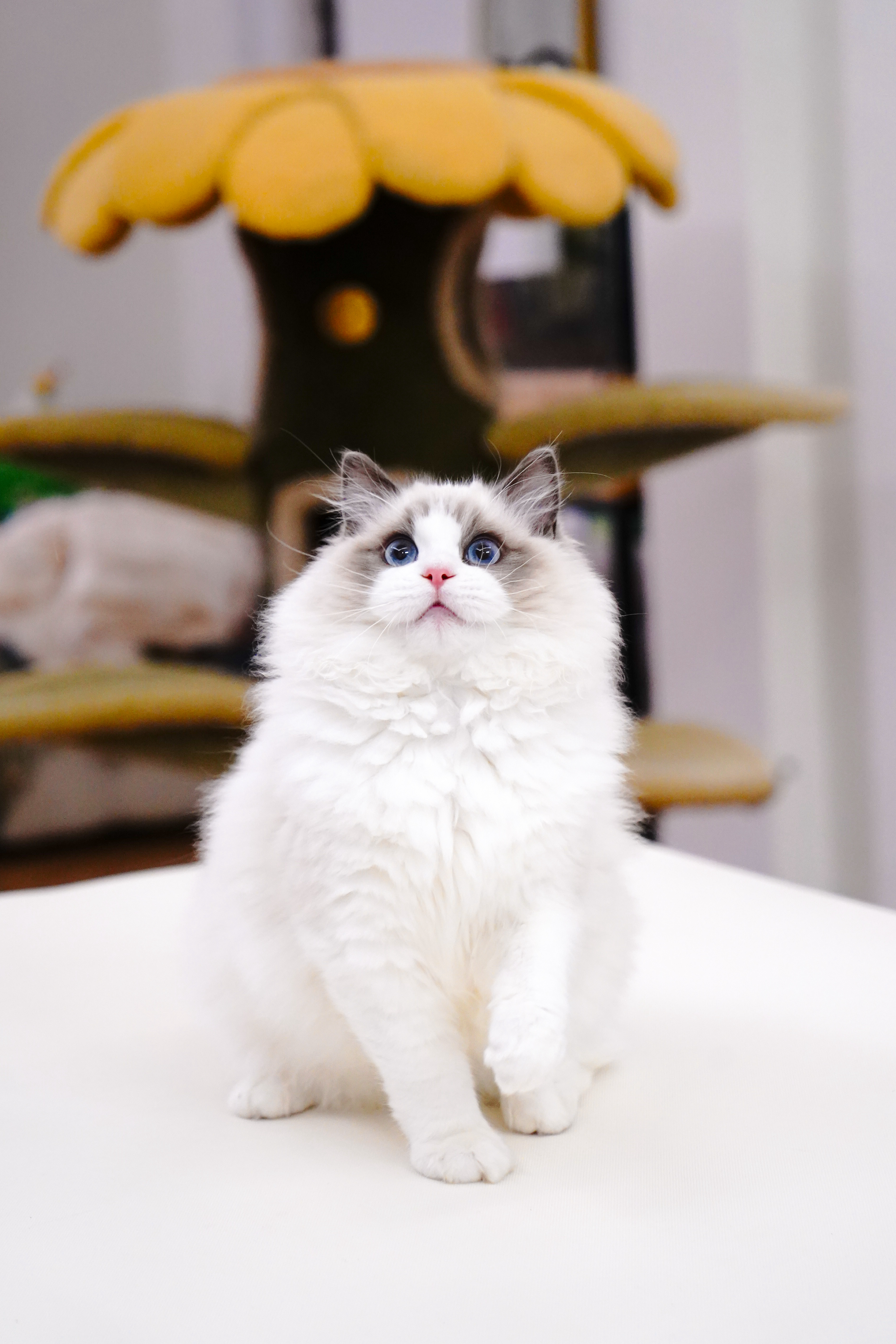 GIVE ME FIVE布偶猫舍