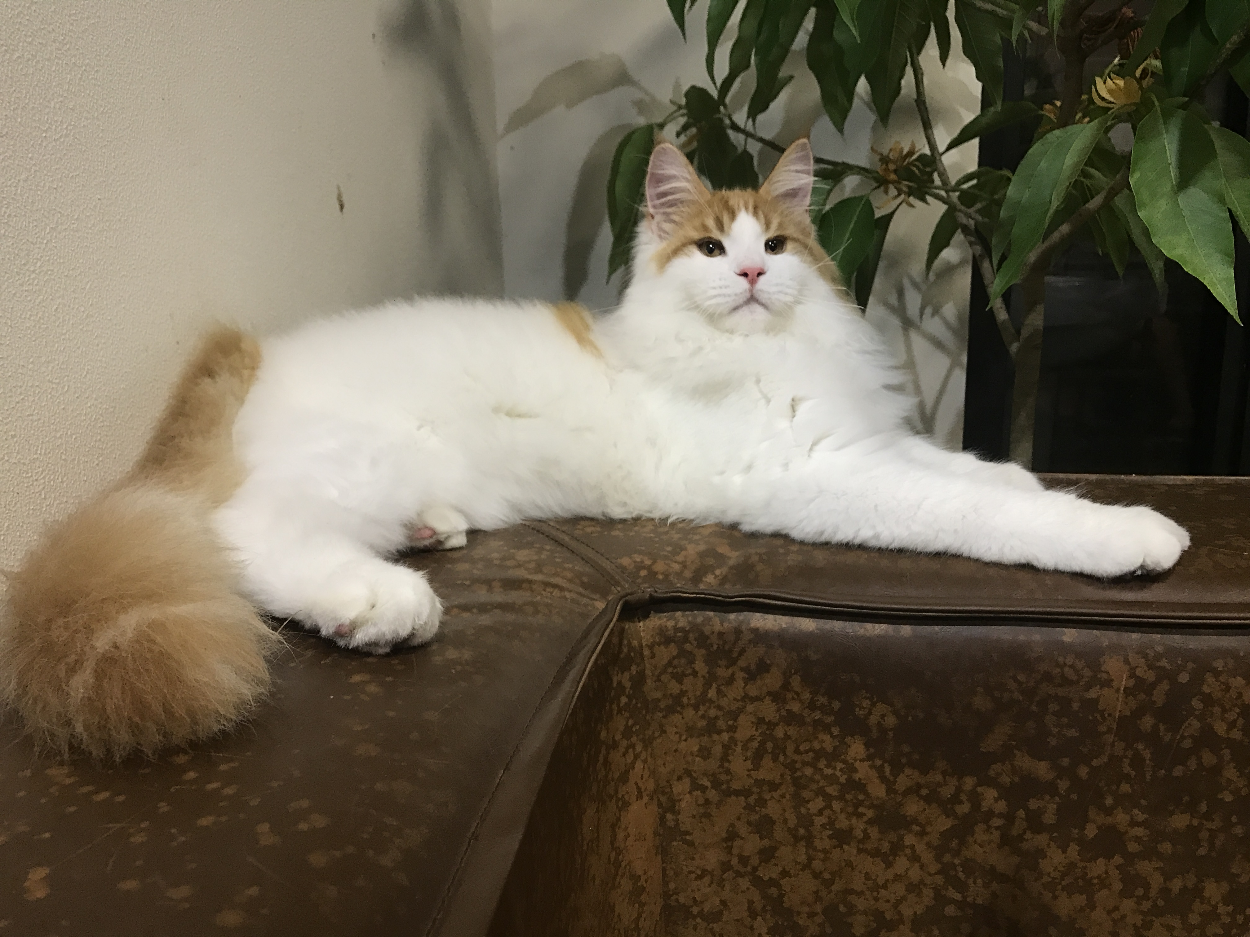 红虎加白