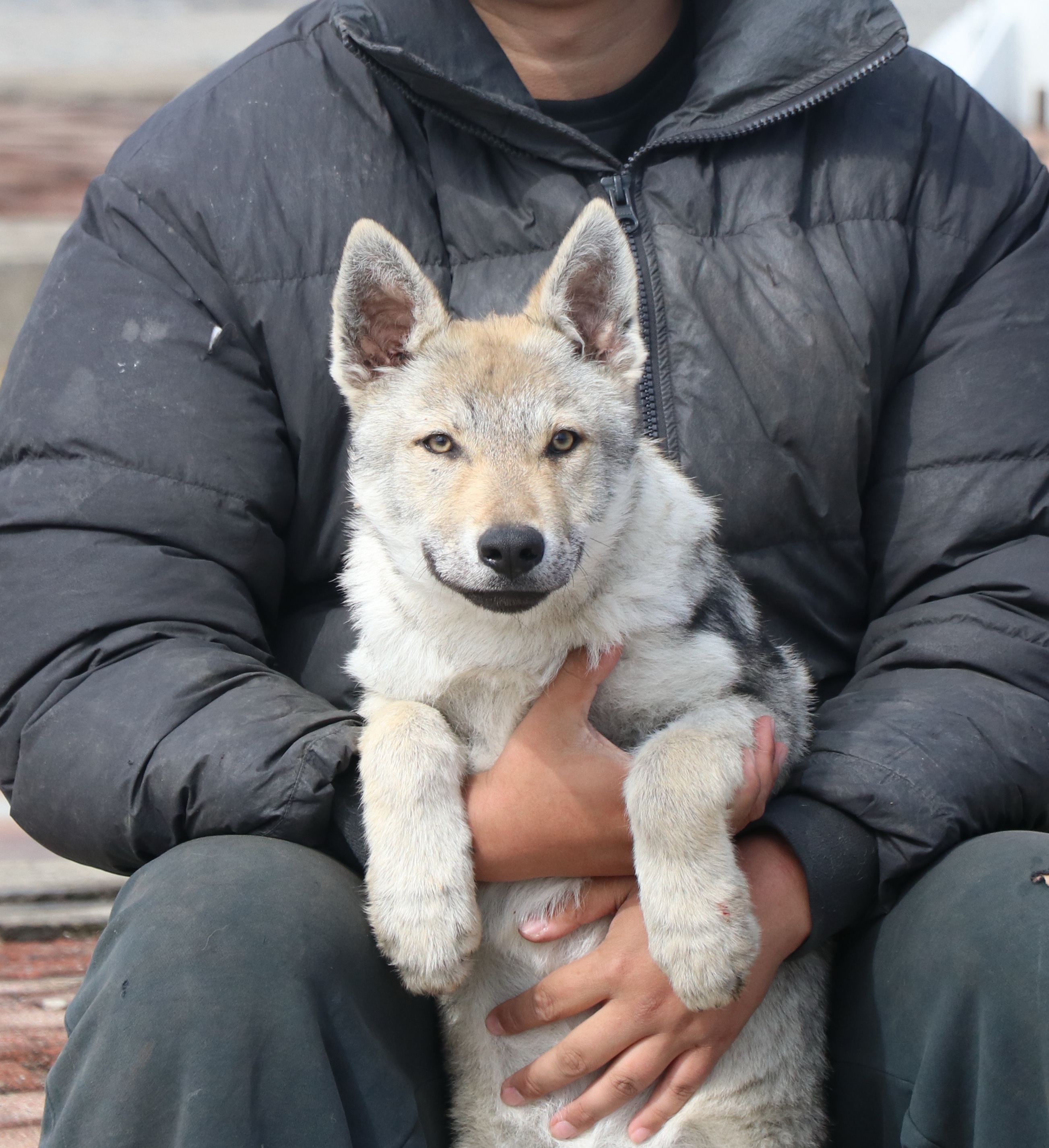 meNu捷克狼犬犬舍