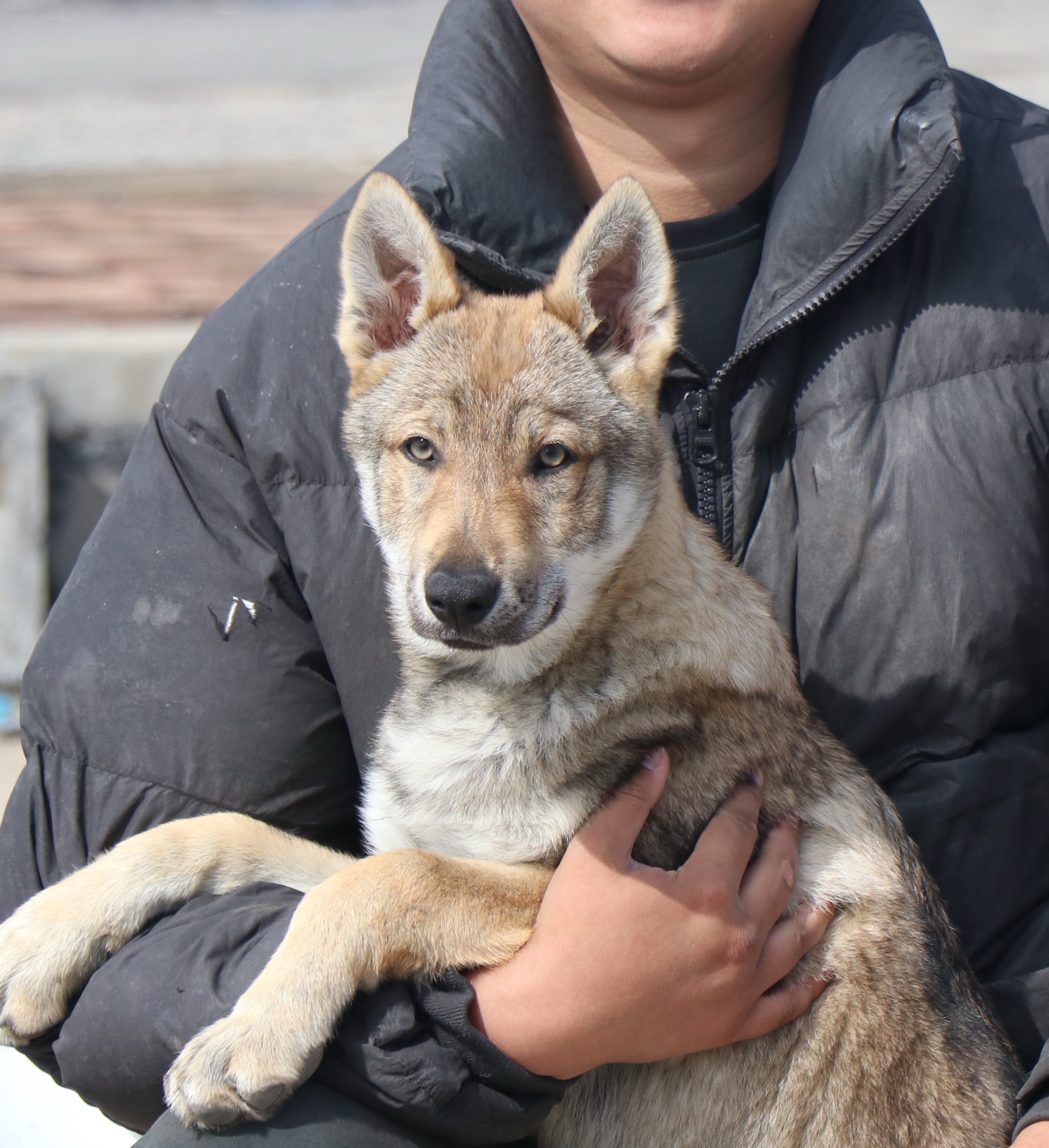 meNu捷克狼犬犬舍