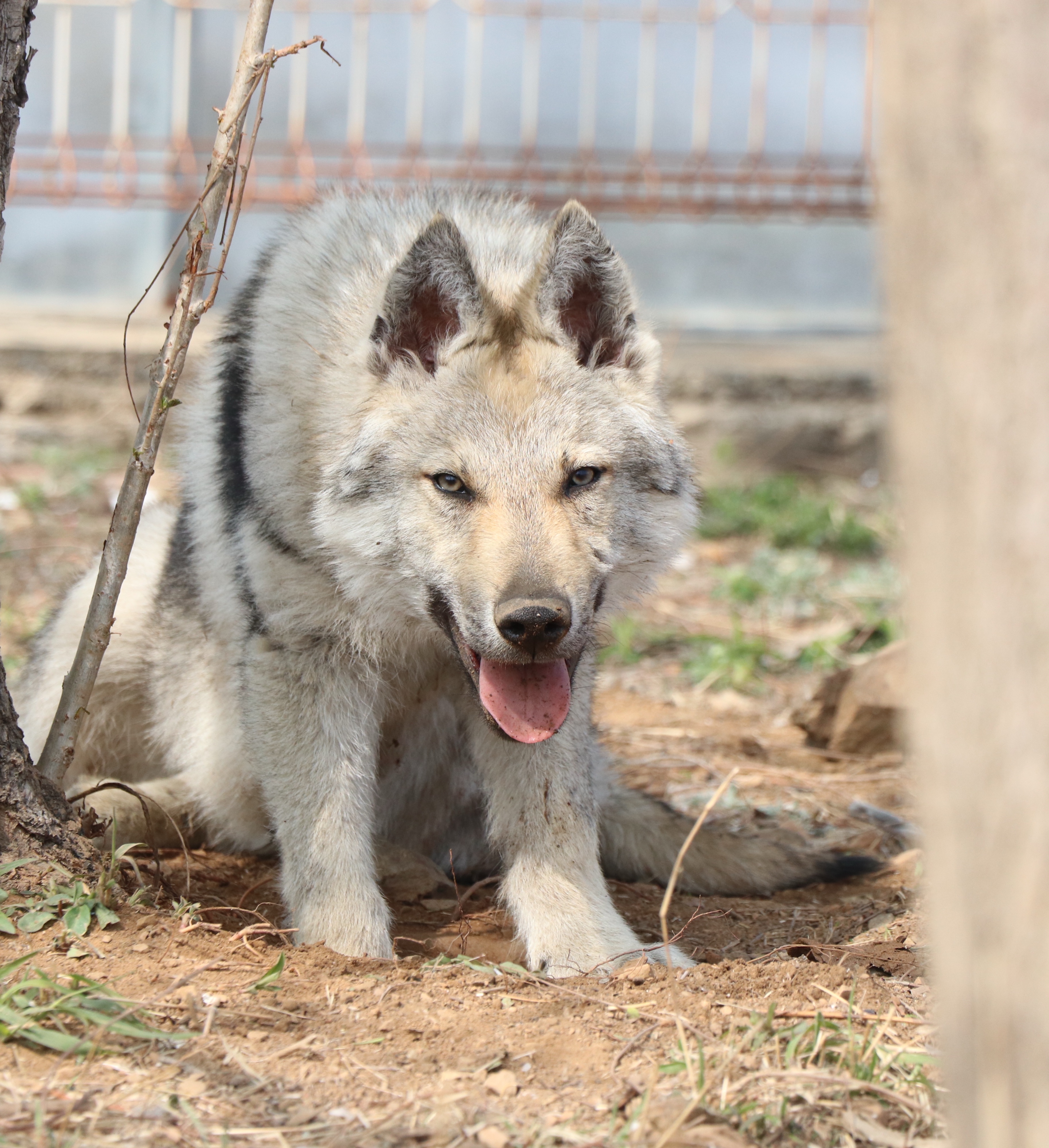 meNu捷克狼犬犬舍