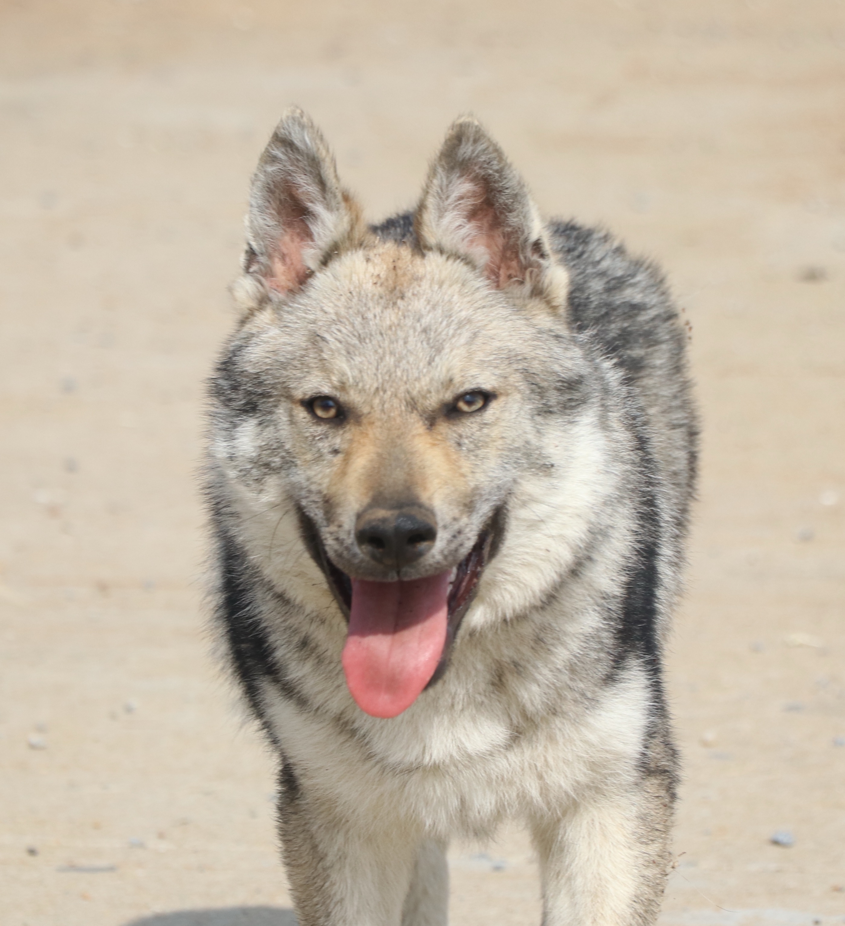 meNu捷克狼犬犬舍