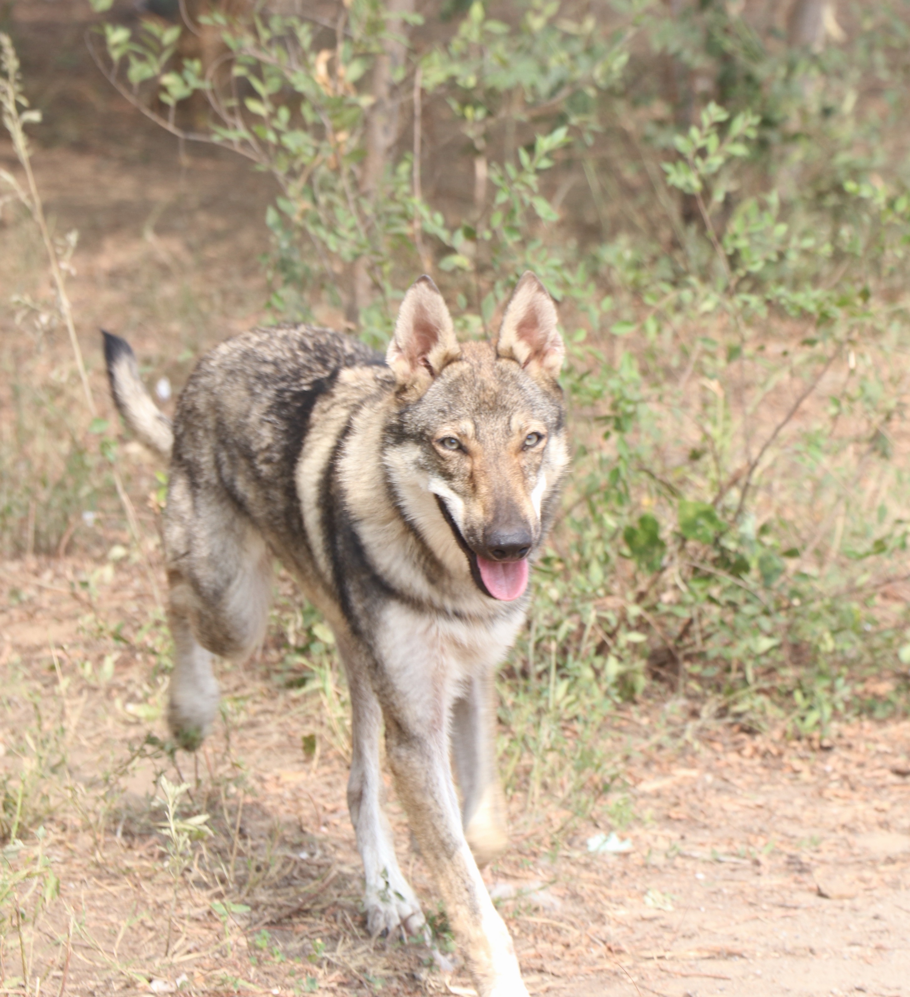 meNu捷克狼犬犬舍