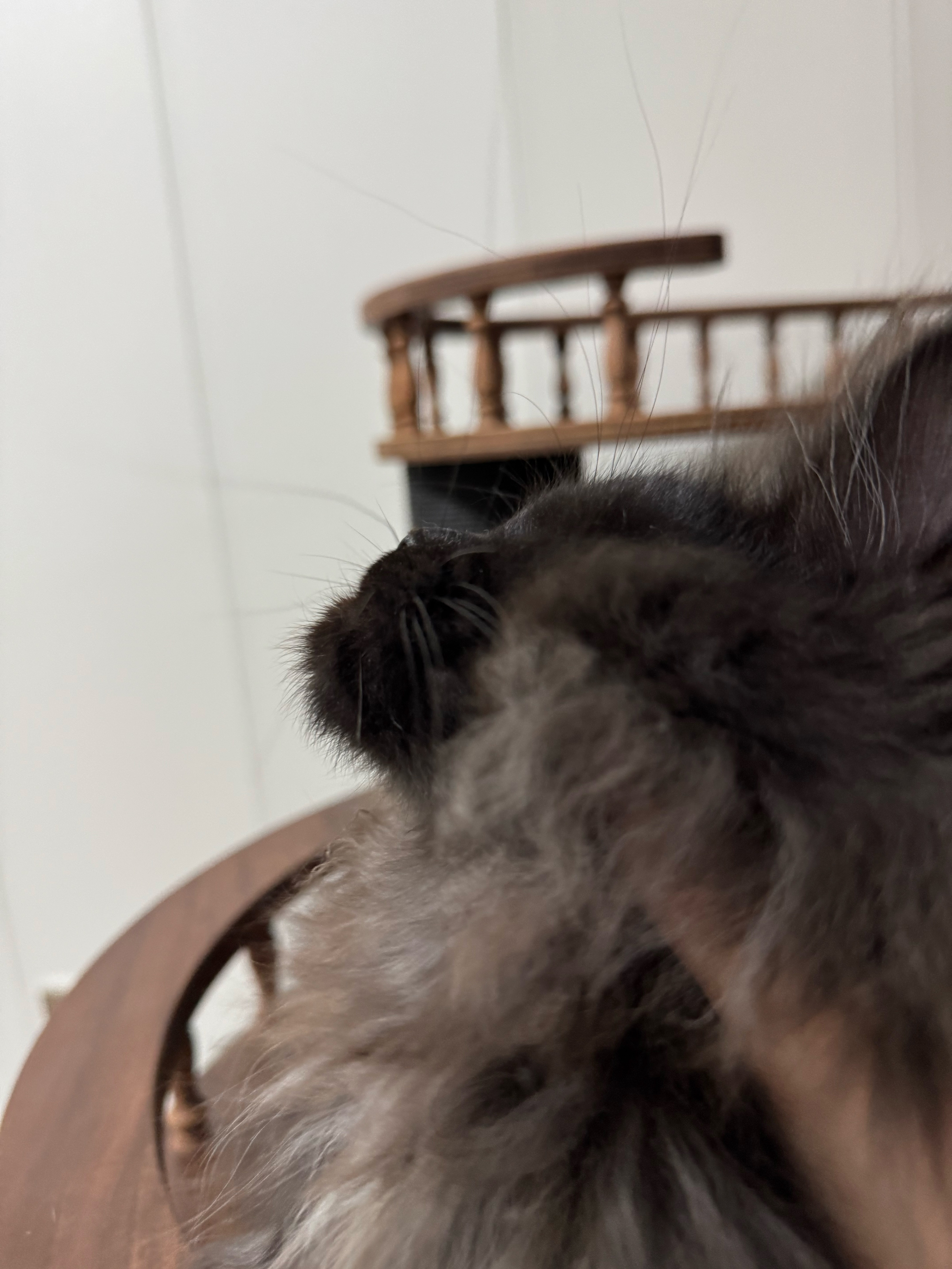 黑烟玳瑁 4