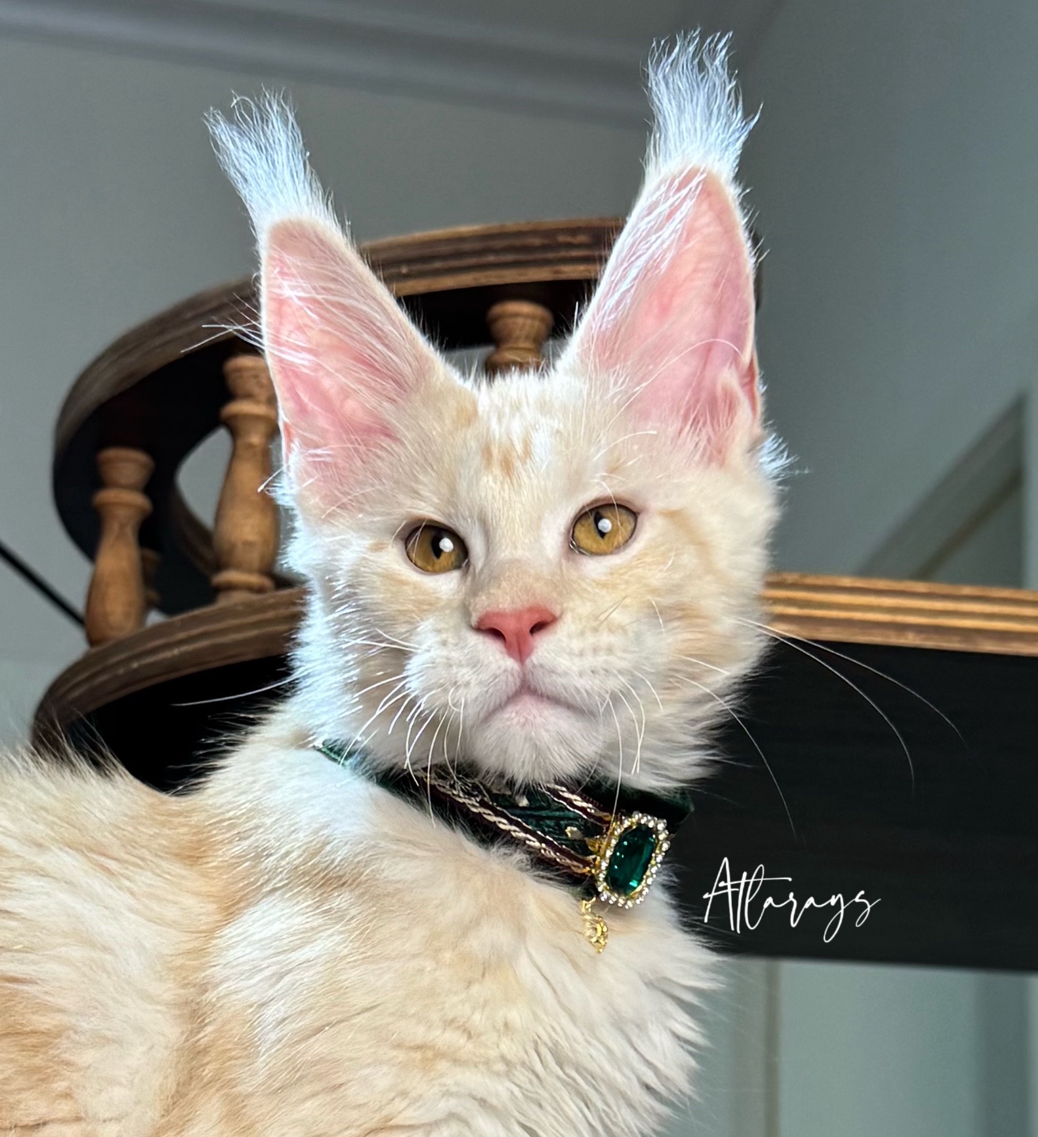 Gina