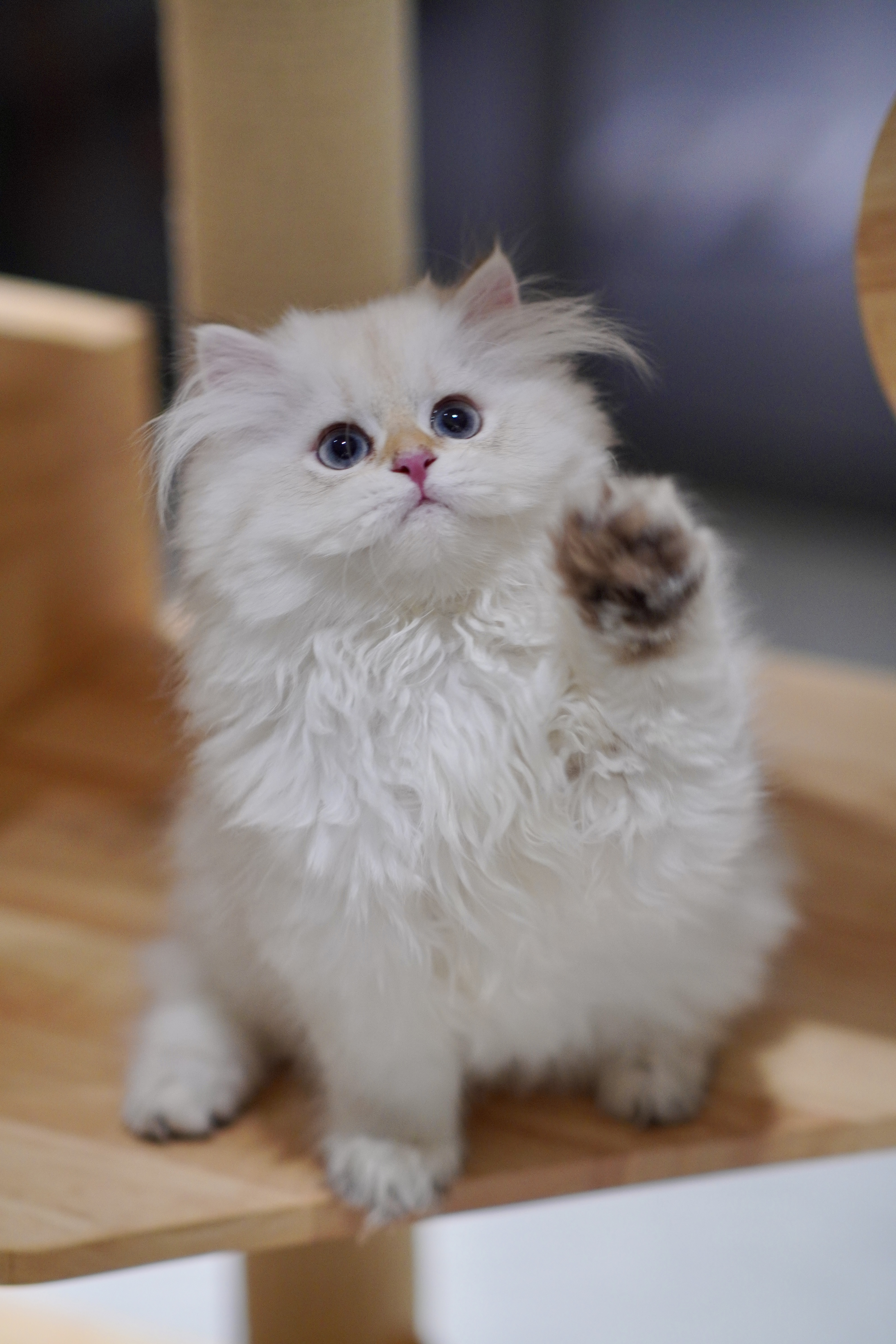 气气の猫