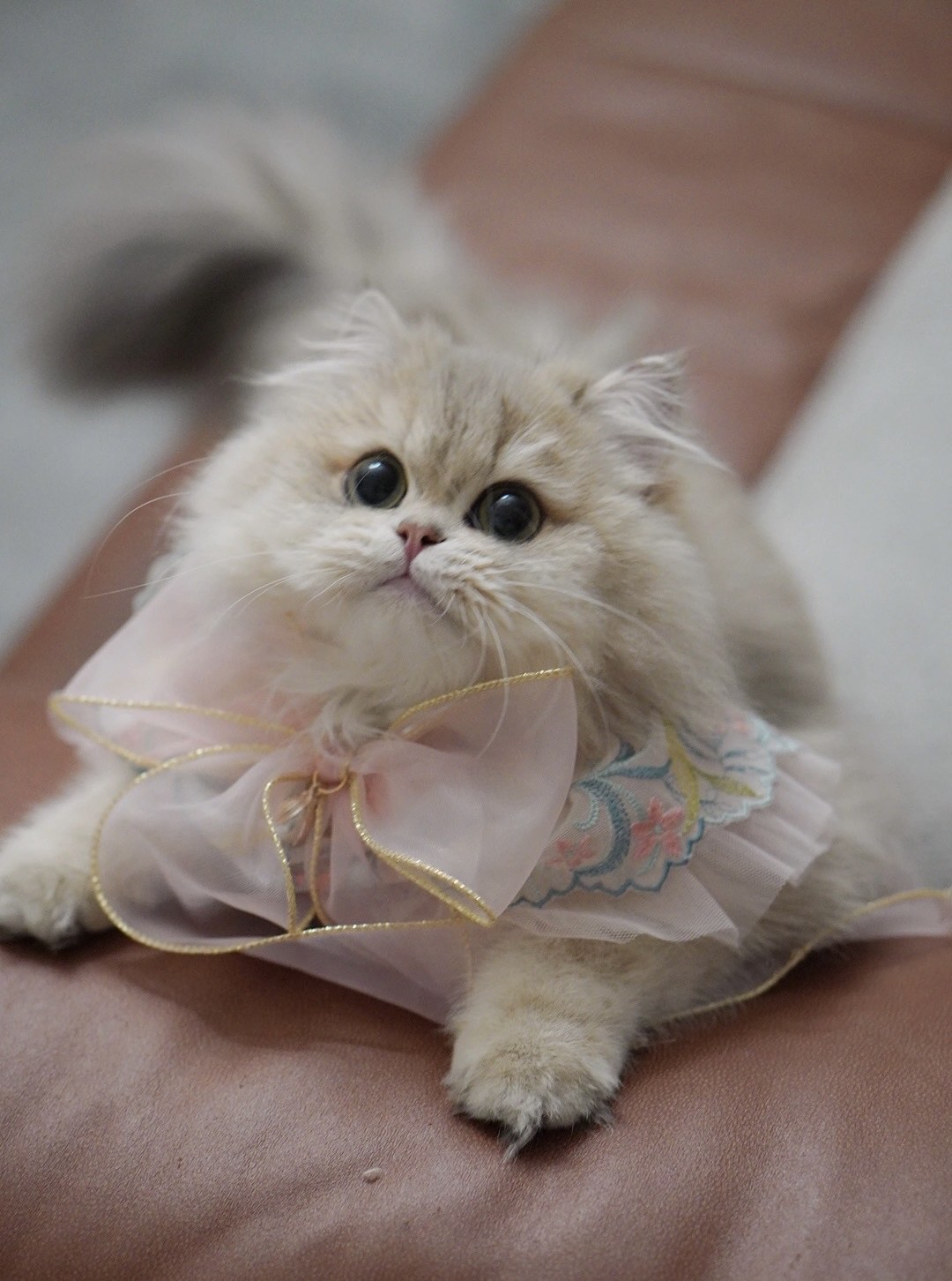 金铲铲