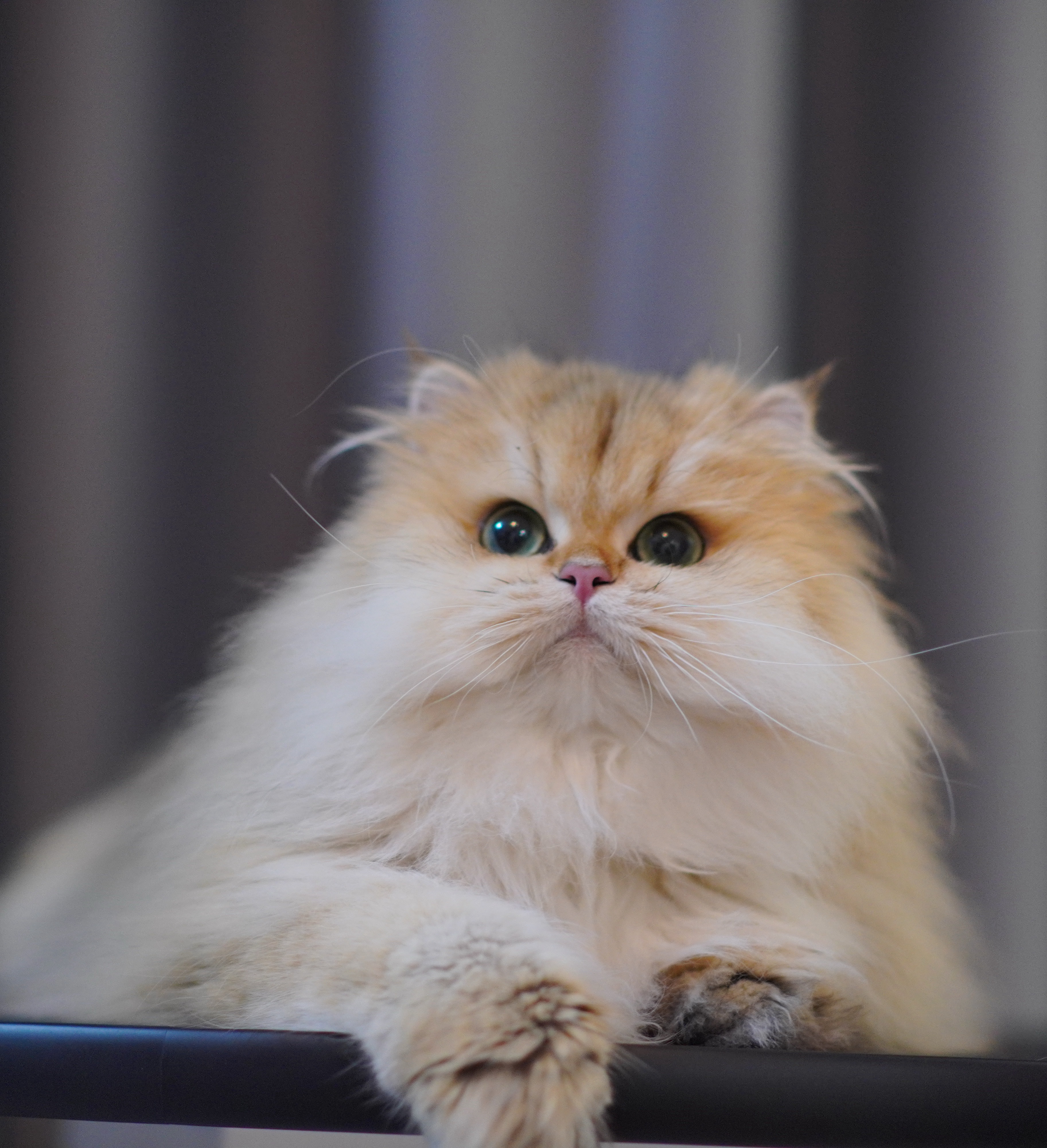 金大美
