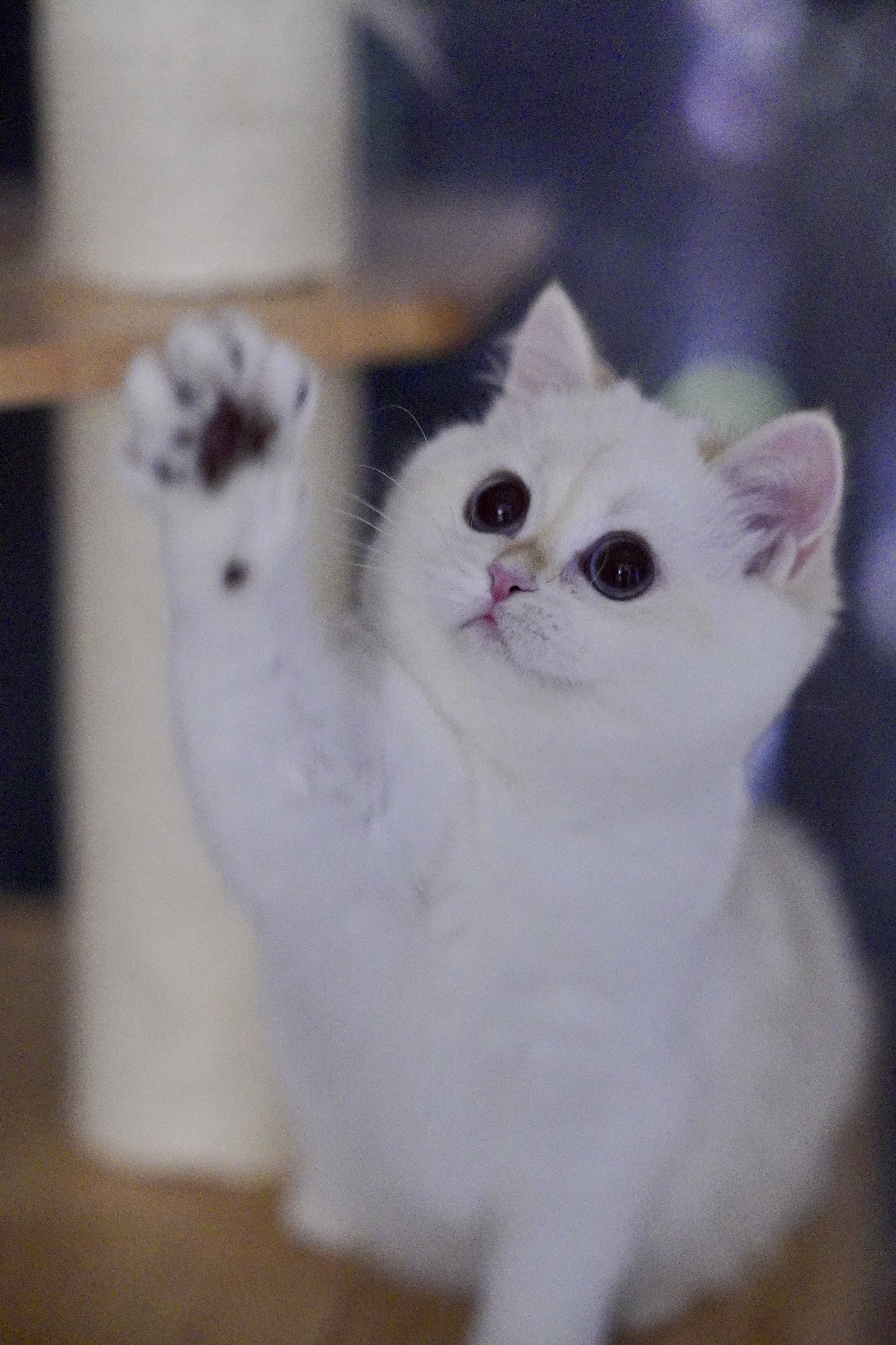 气气の猫