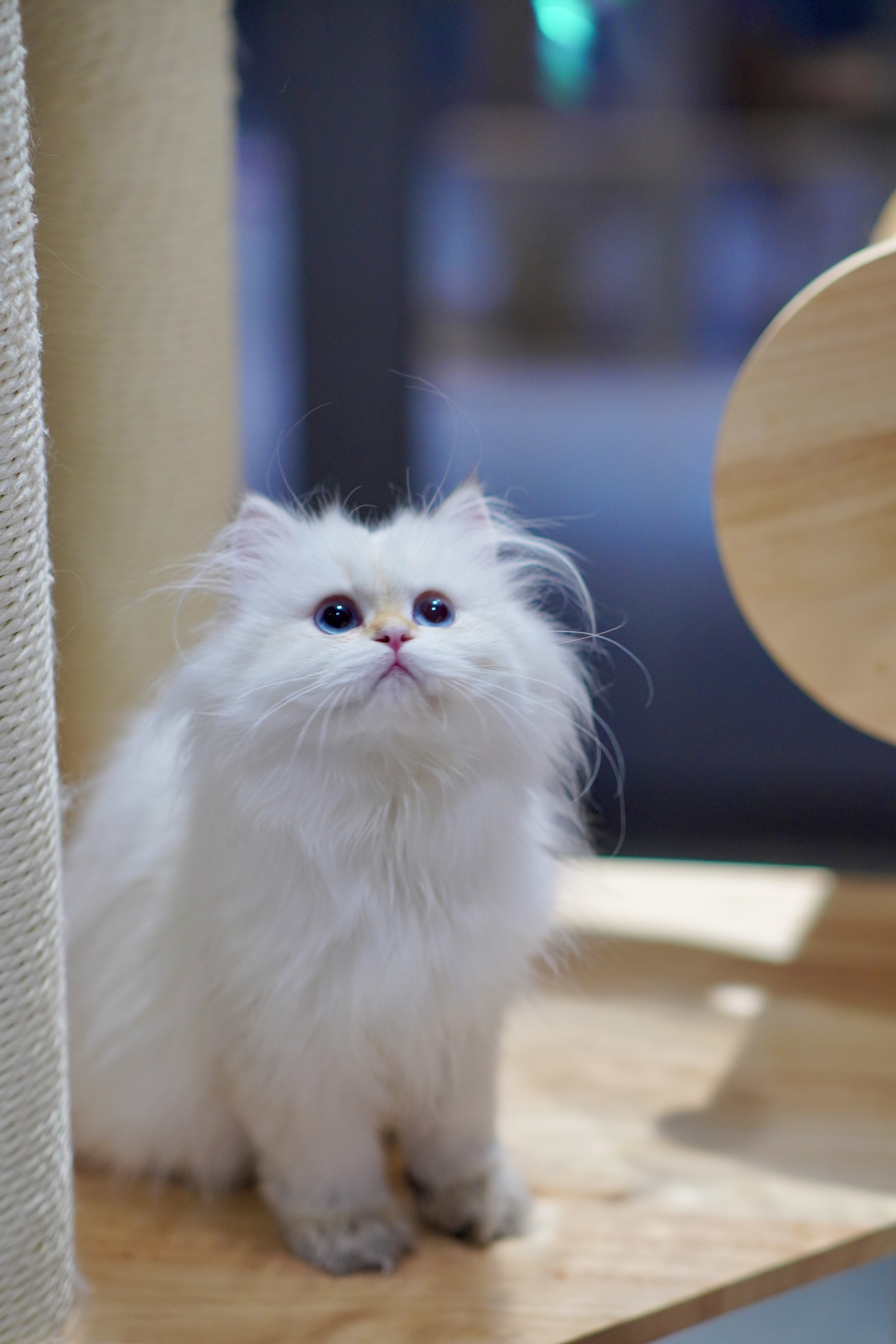 气气の猫