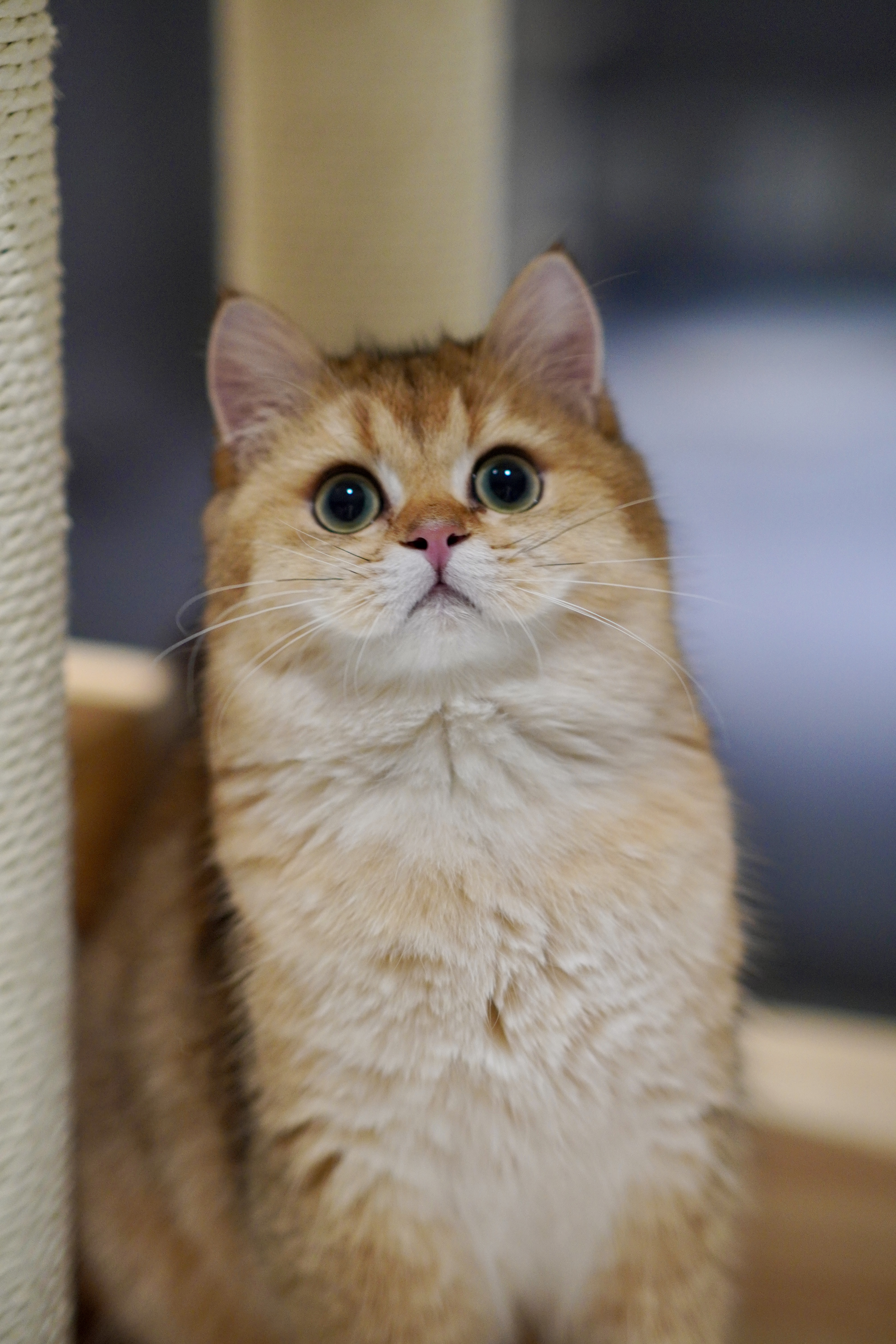 气气の猫