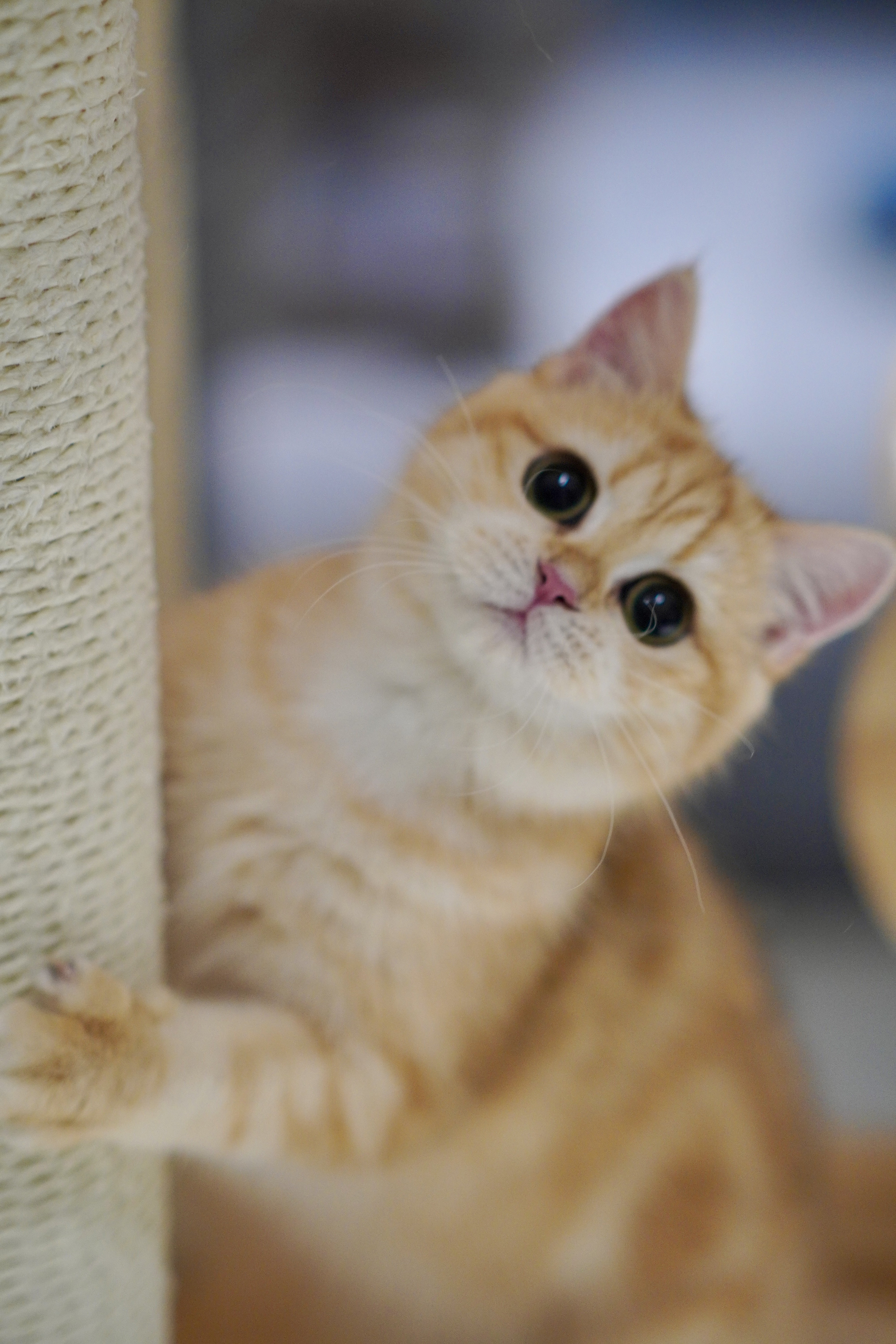 气气の猫