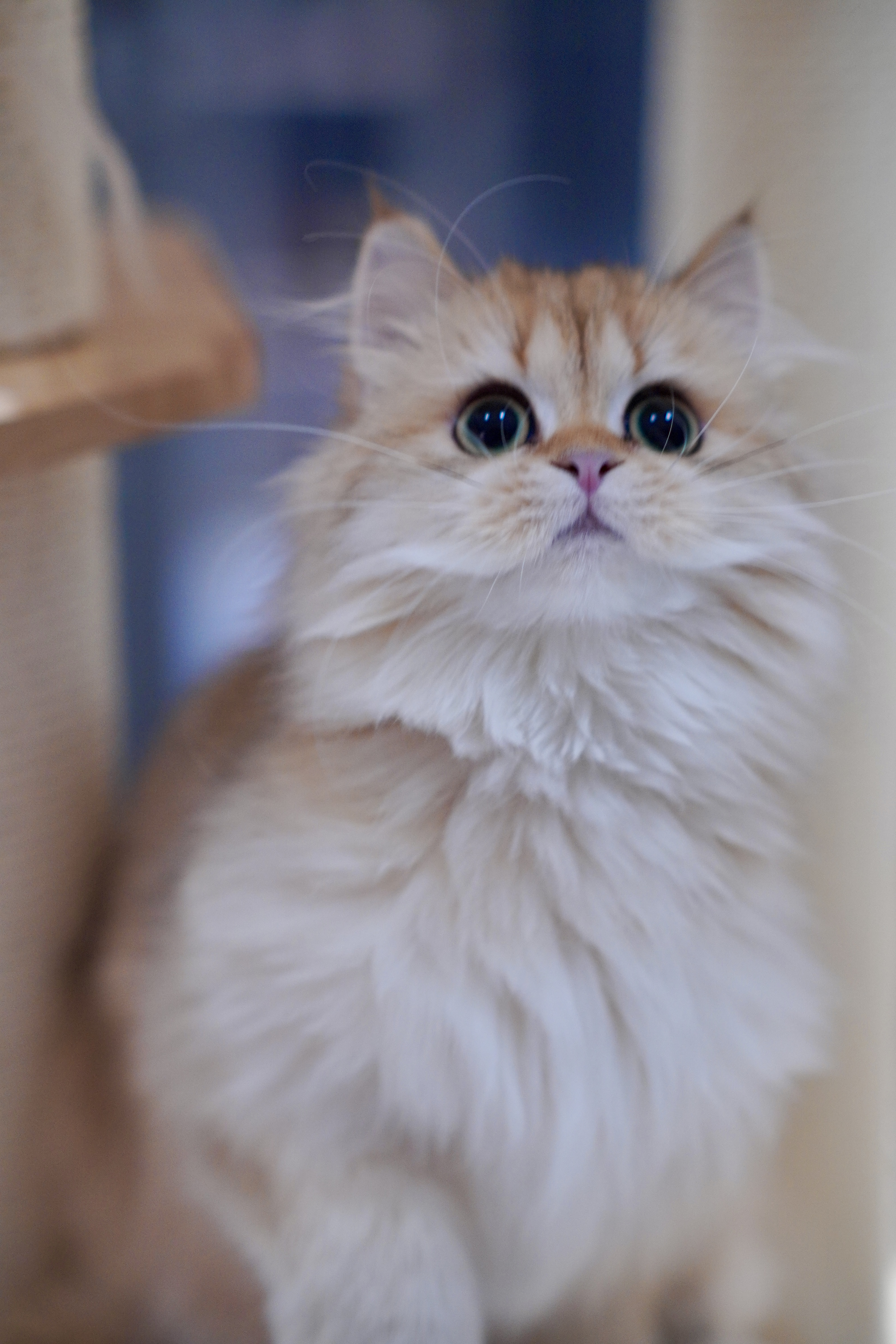 气气の猫