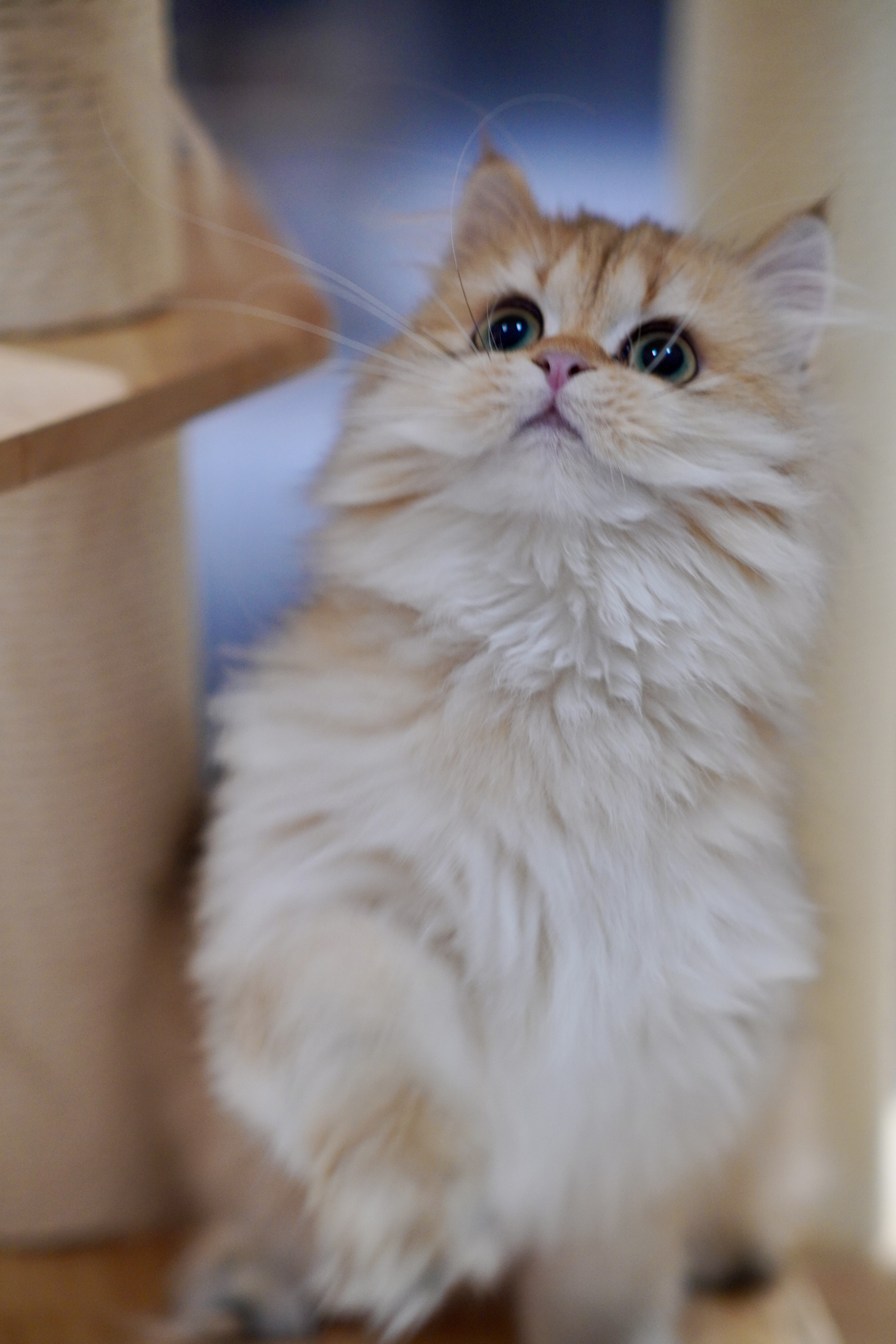 小阿朱 3