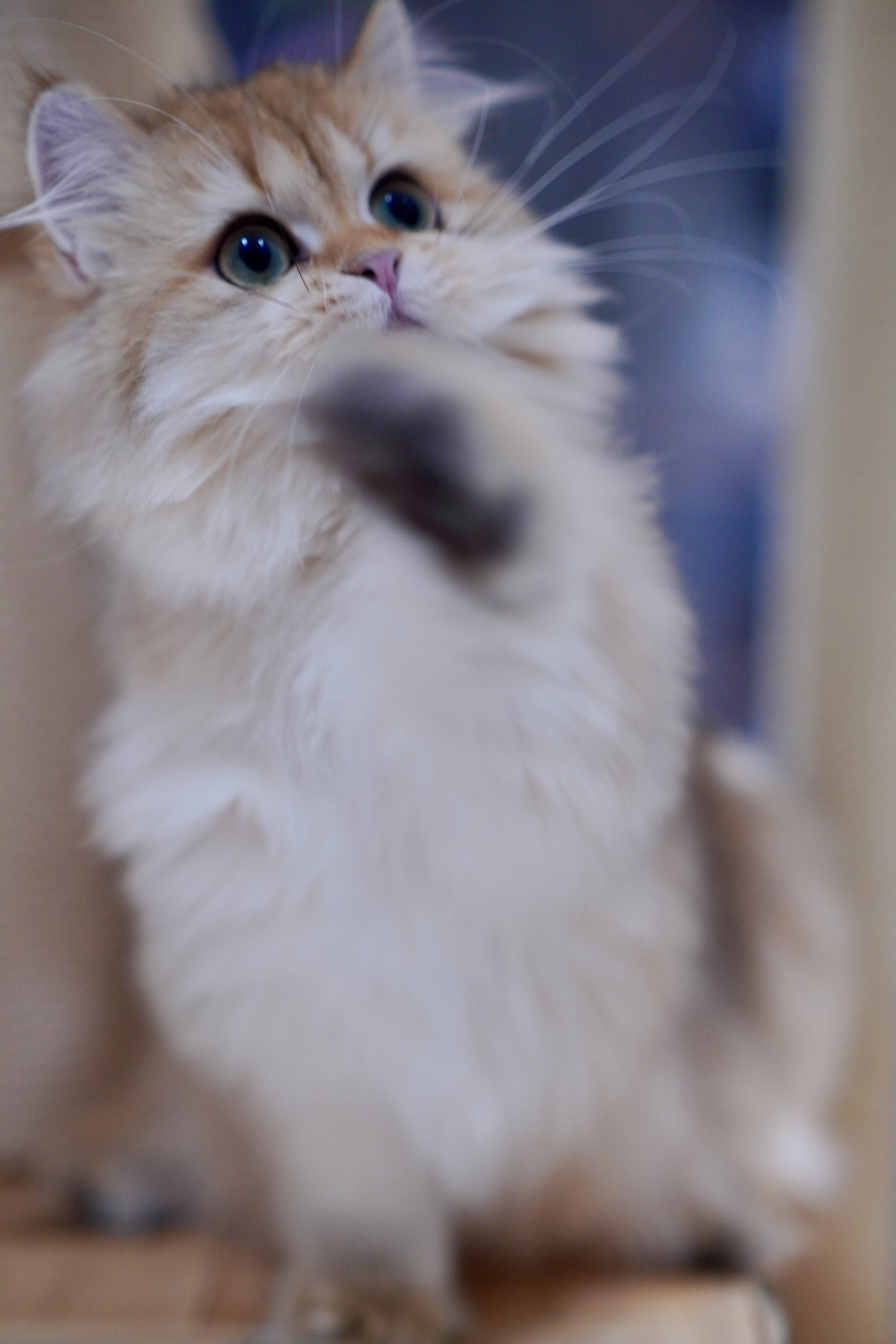 小阿朱 4