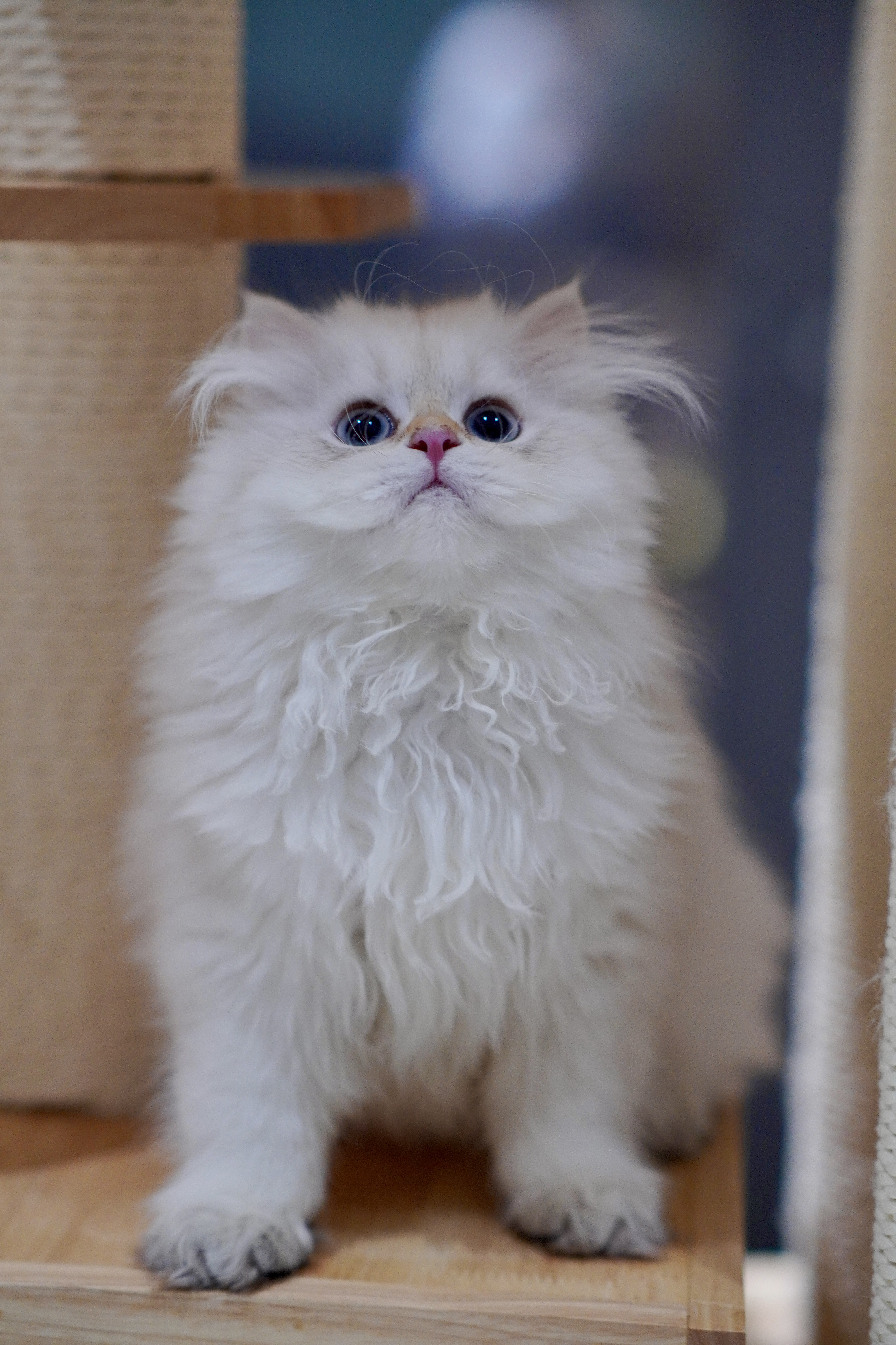 小白眉 2