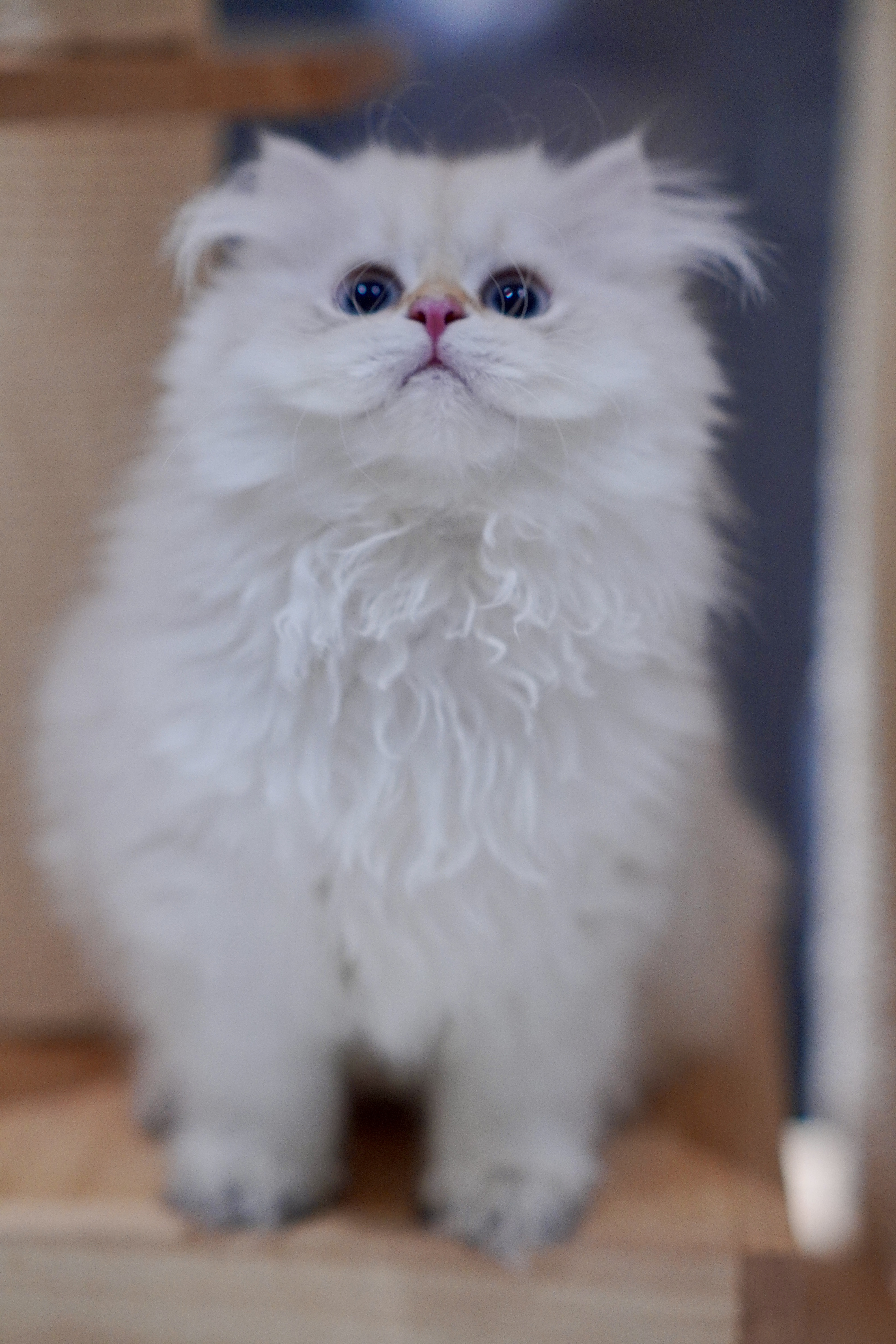 小白眉 3