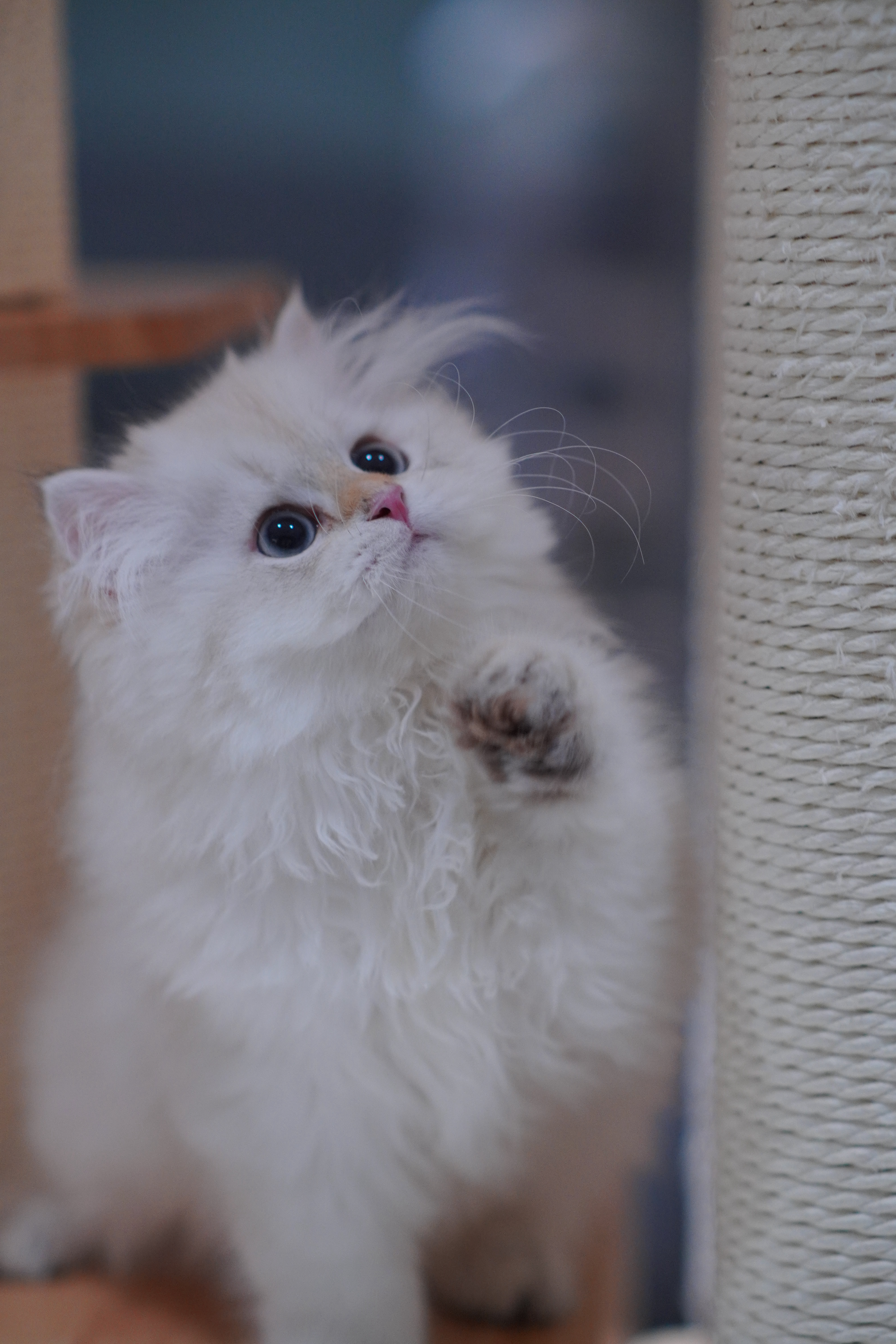 小白眉 5