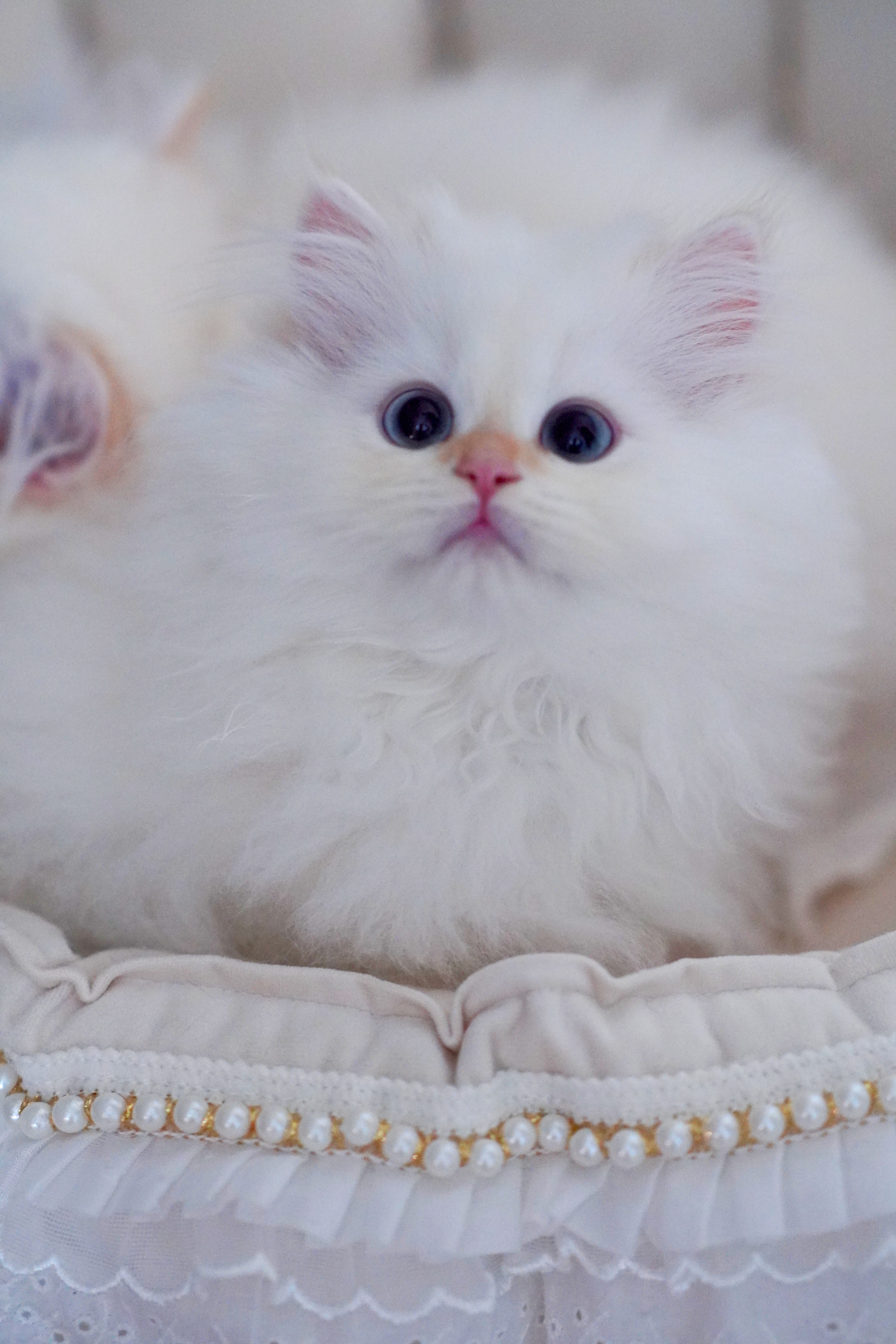 气气の猫