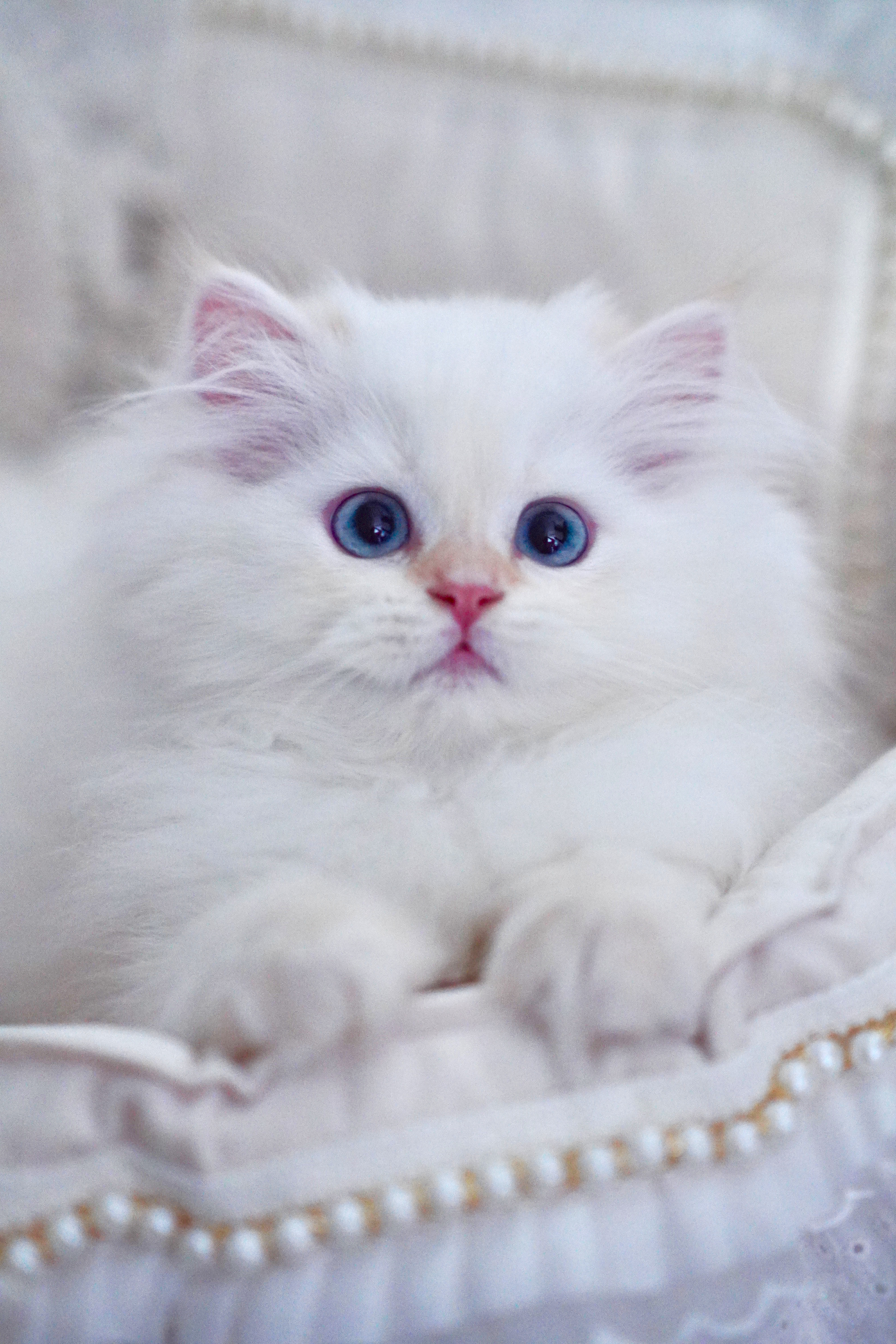 气气の猫