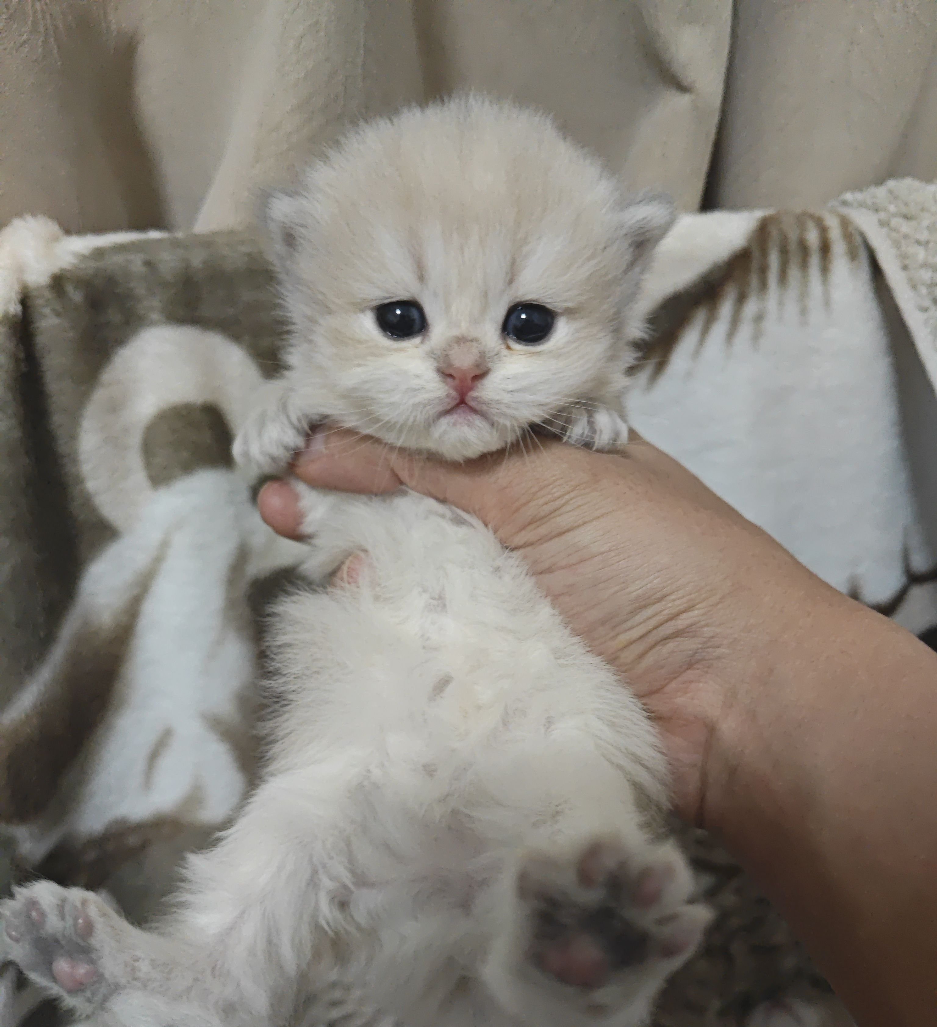 独苗苗妹妹