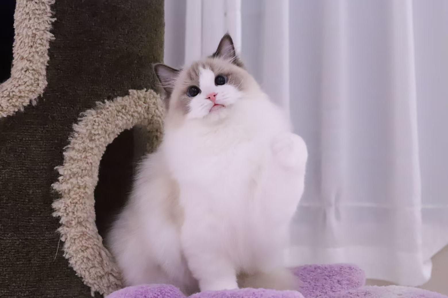 UniquePixie的布偶猫舍
