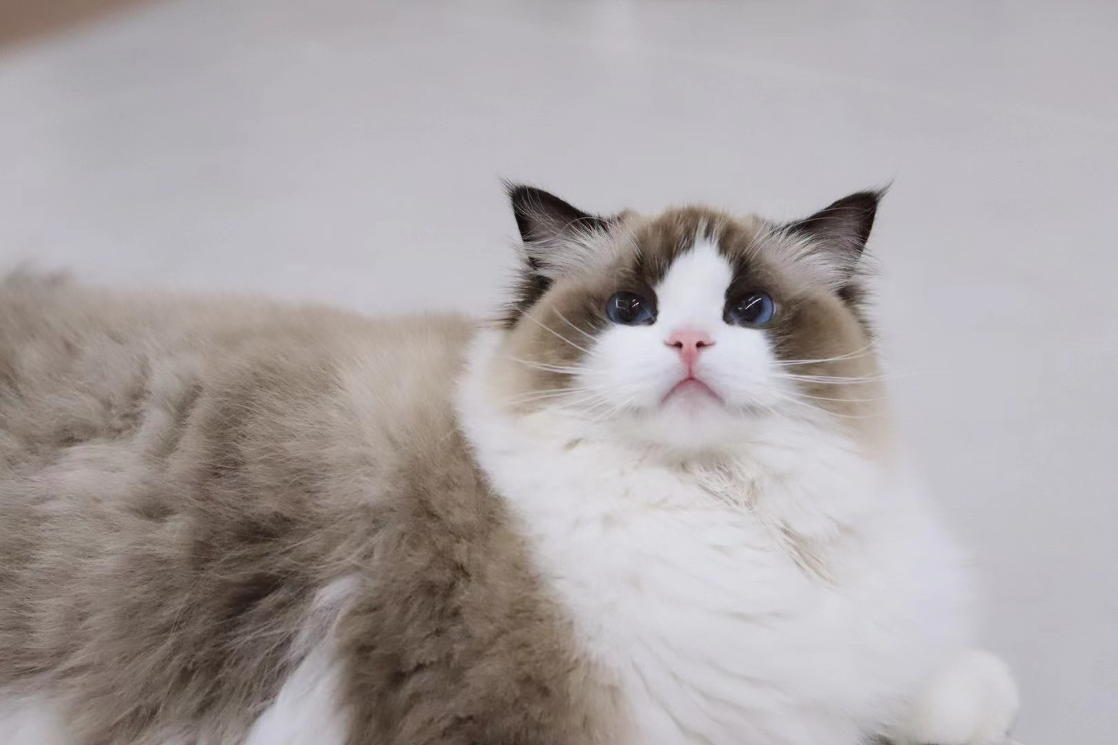 UniquePixie的布偶猫舍