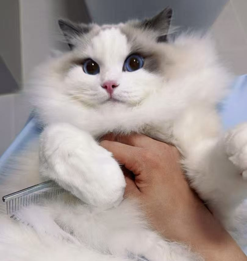 贝果