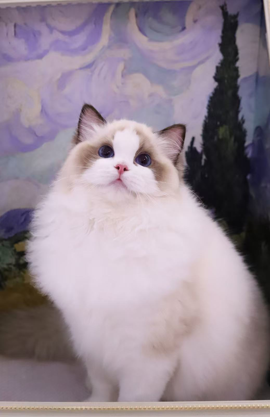 nn妹妹