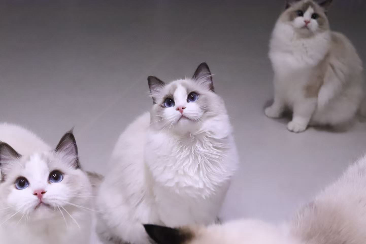 福袋（贴贴）